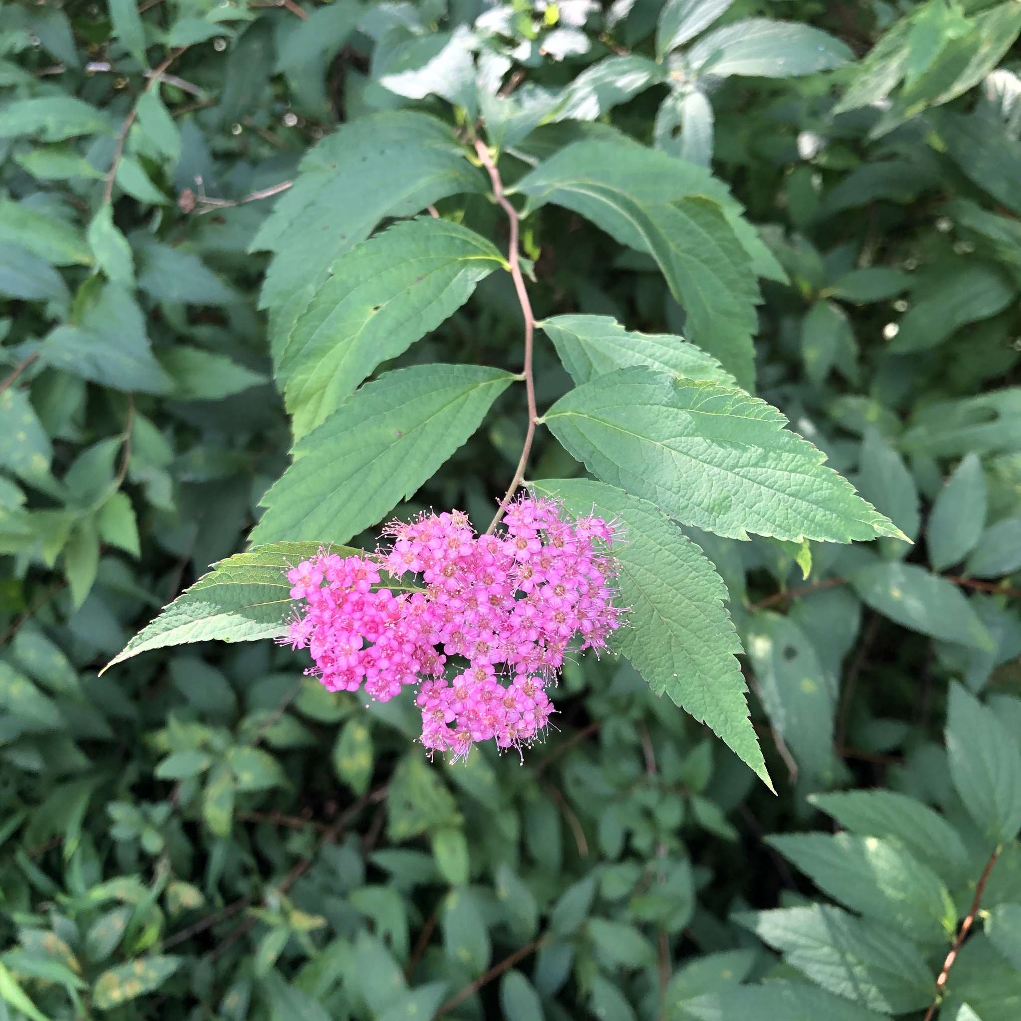 Spiraea japonica