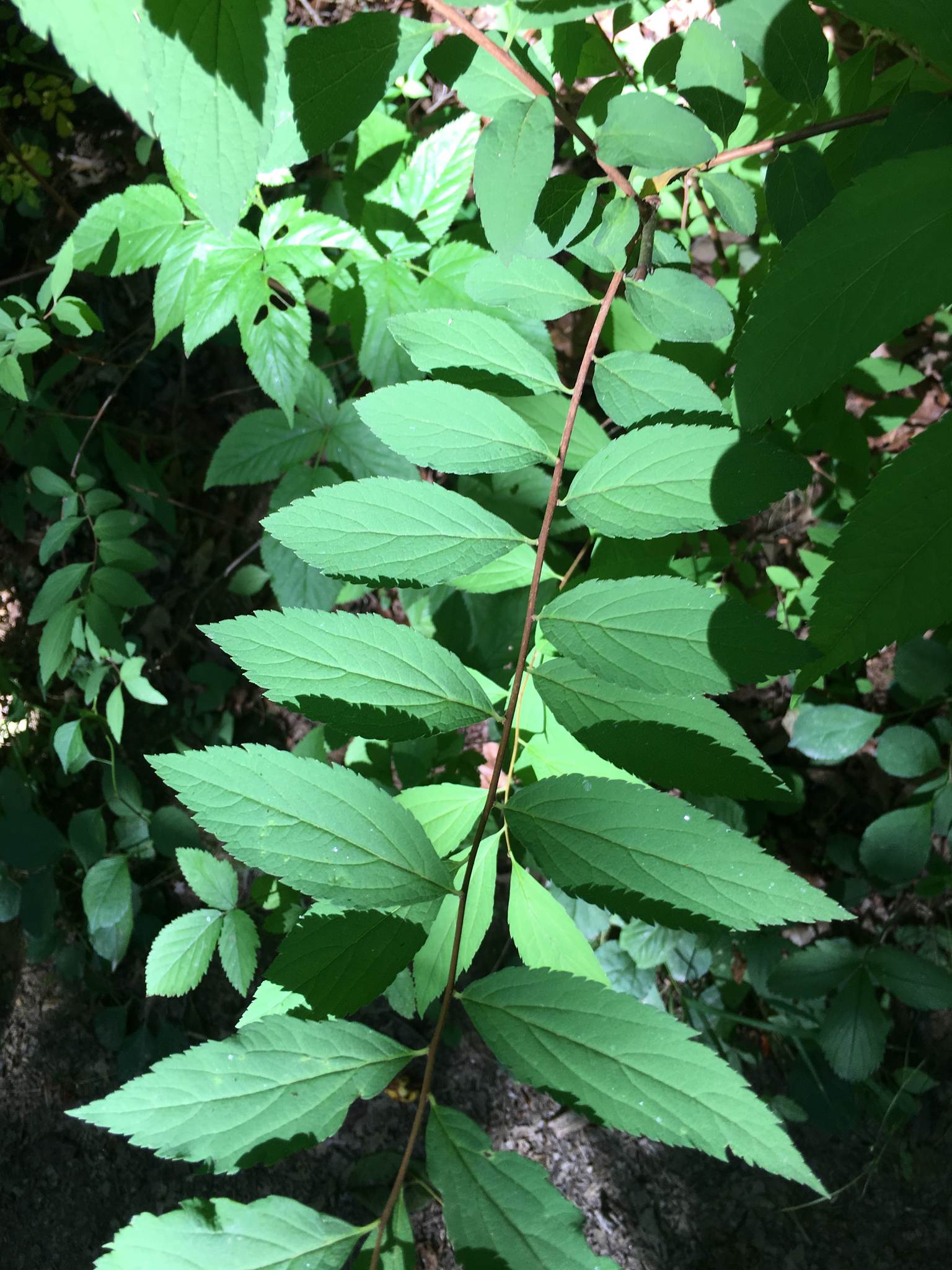 Spiraea japonica