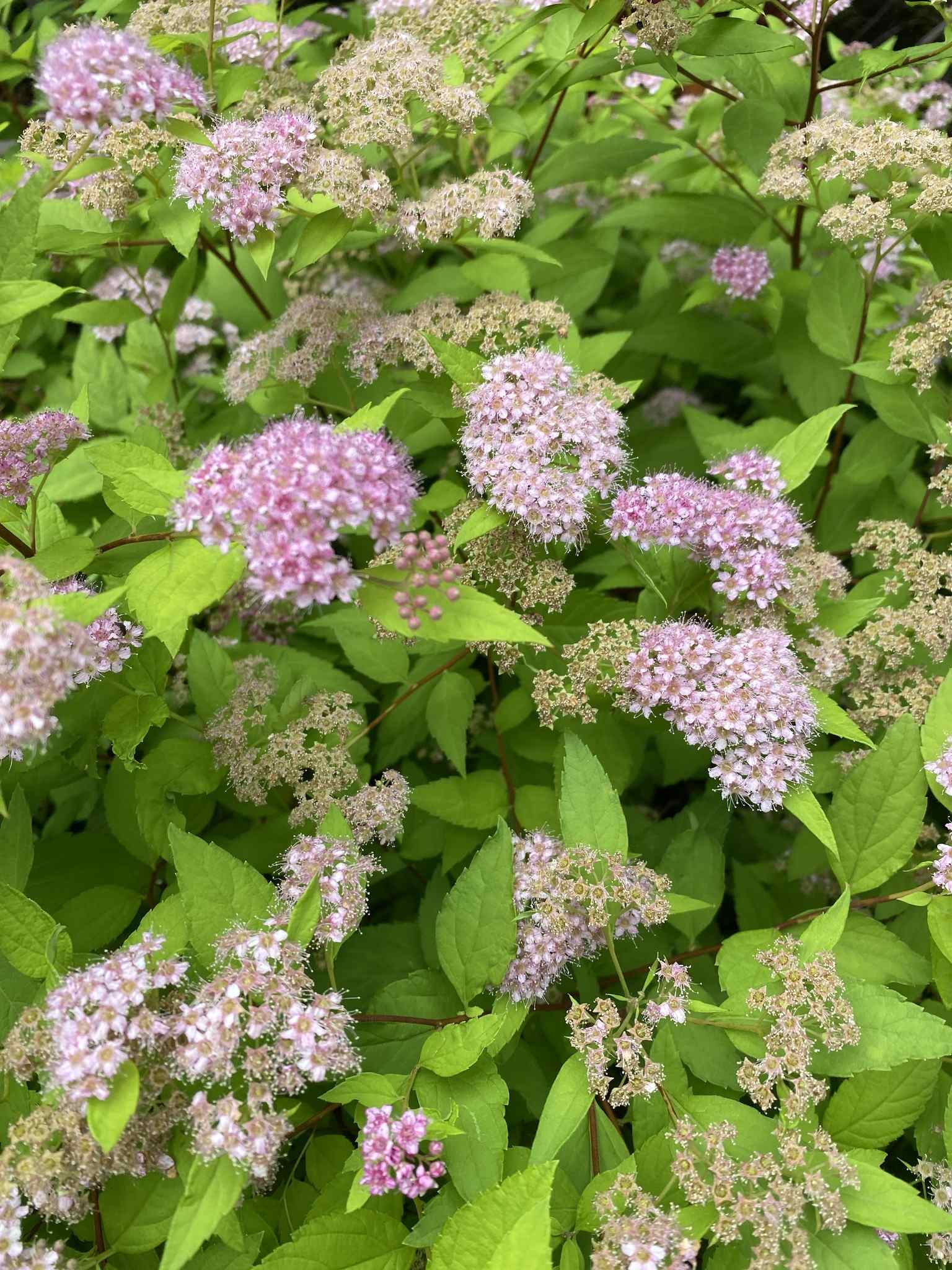 Spiraea japonica
