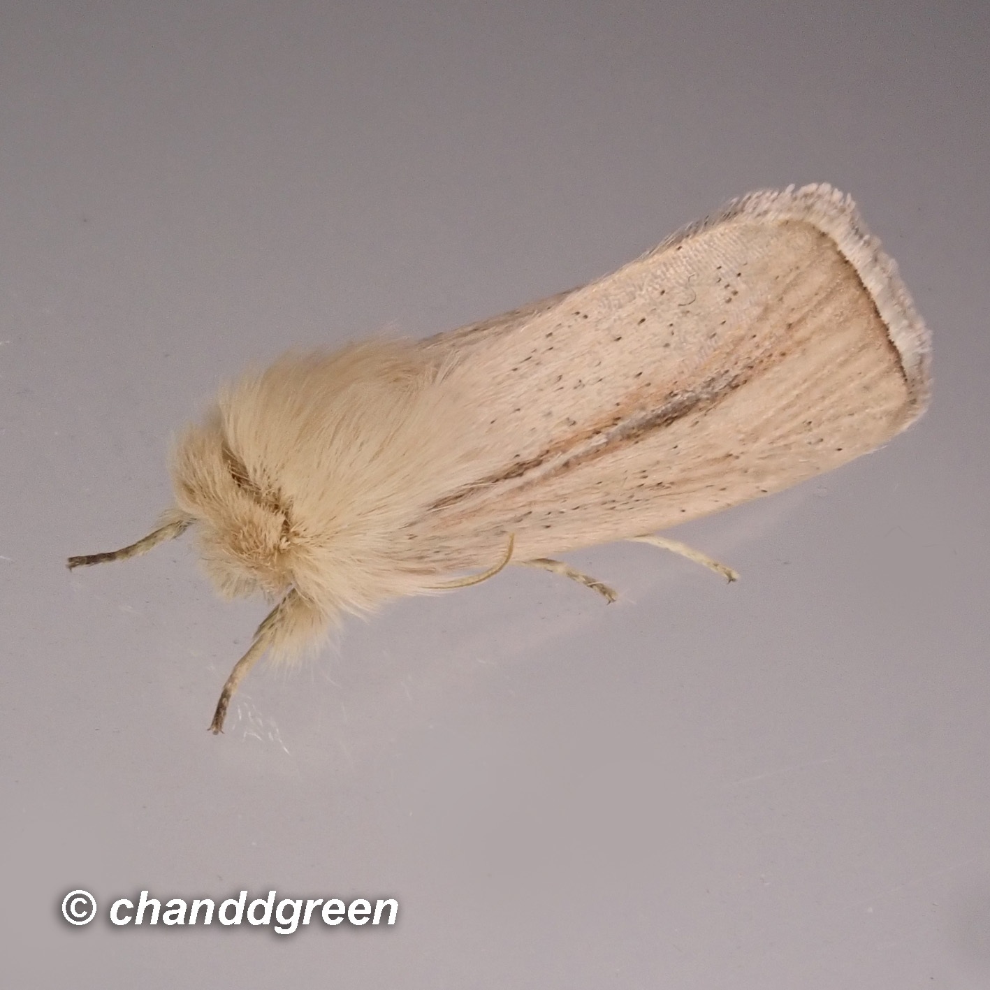 Sesamia inferens