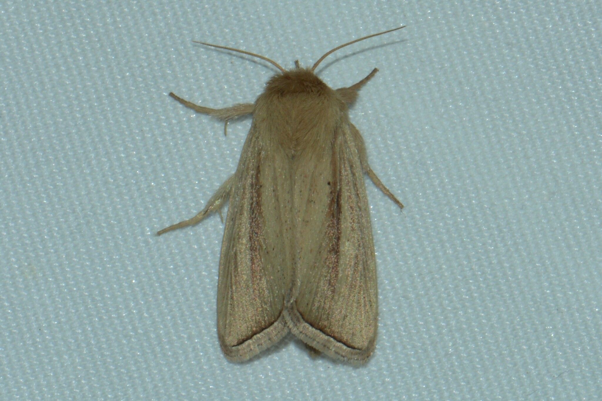 Sesamia inferens