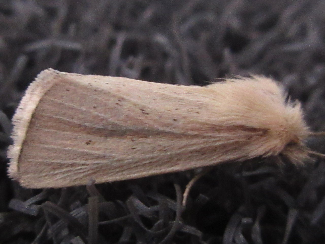 Sesamia inferens