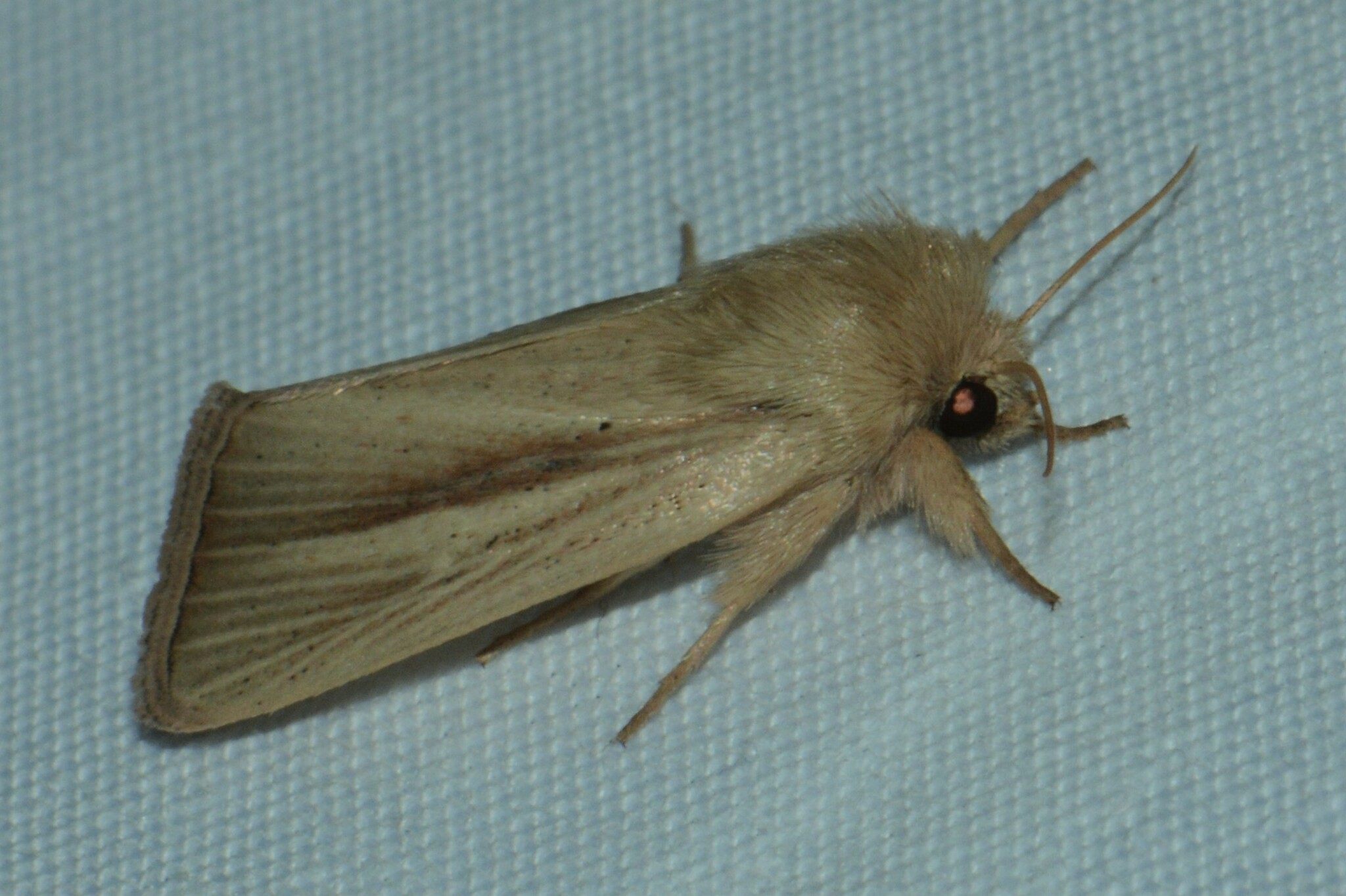 Sesamia inferens