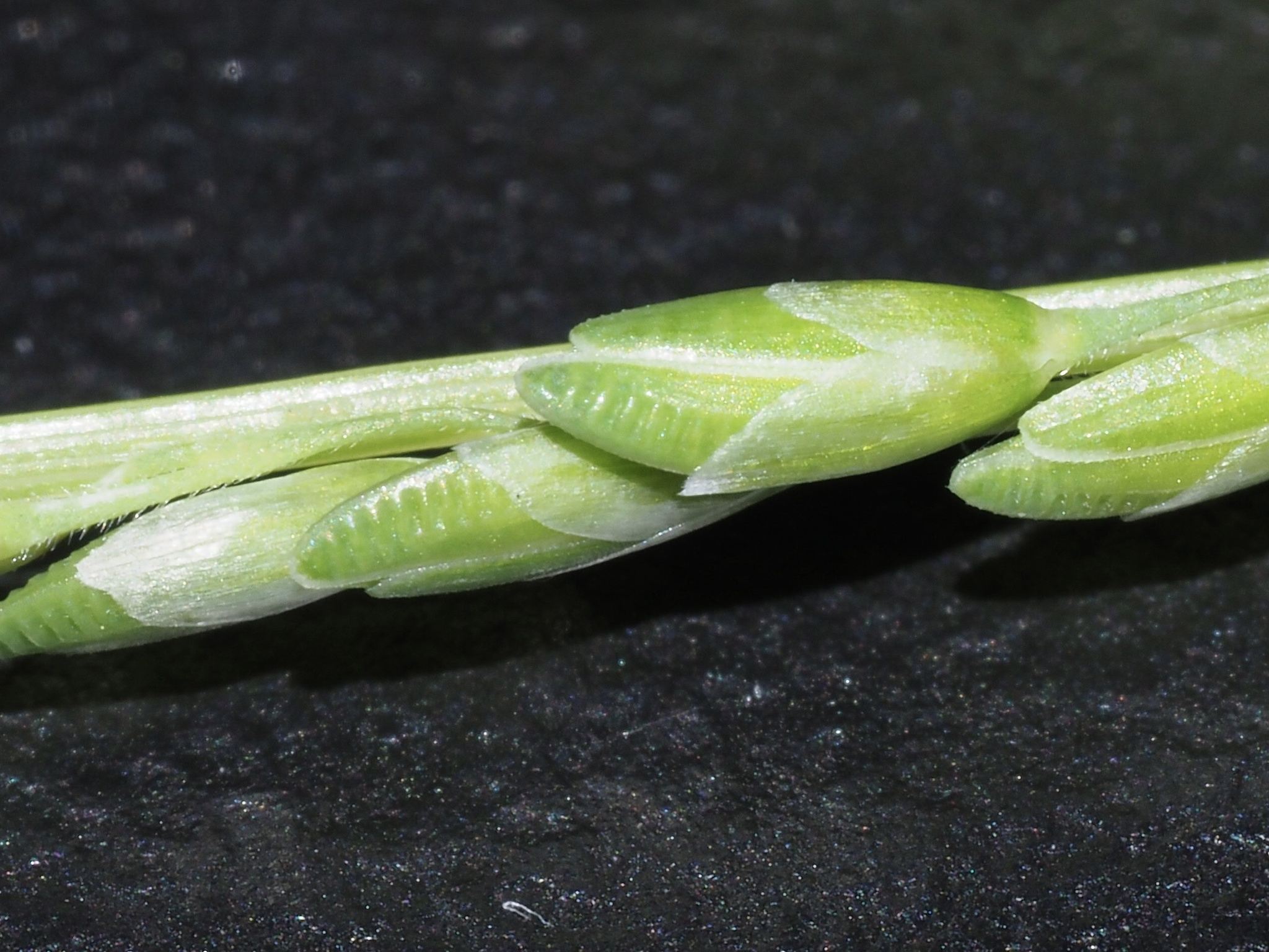 Ehrharta erecta