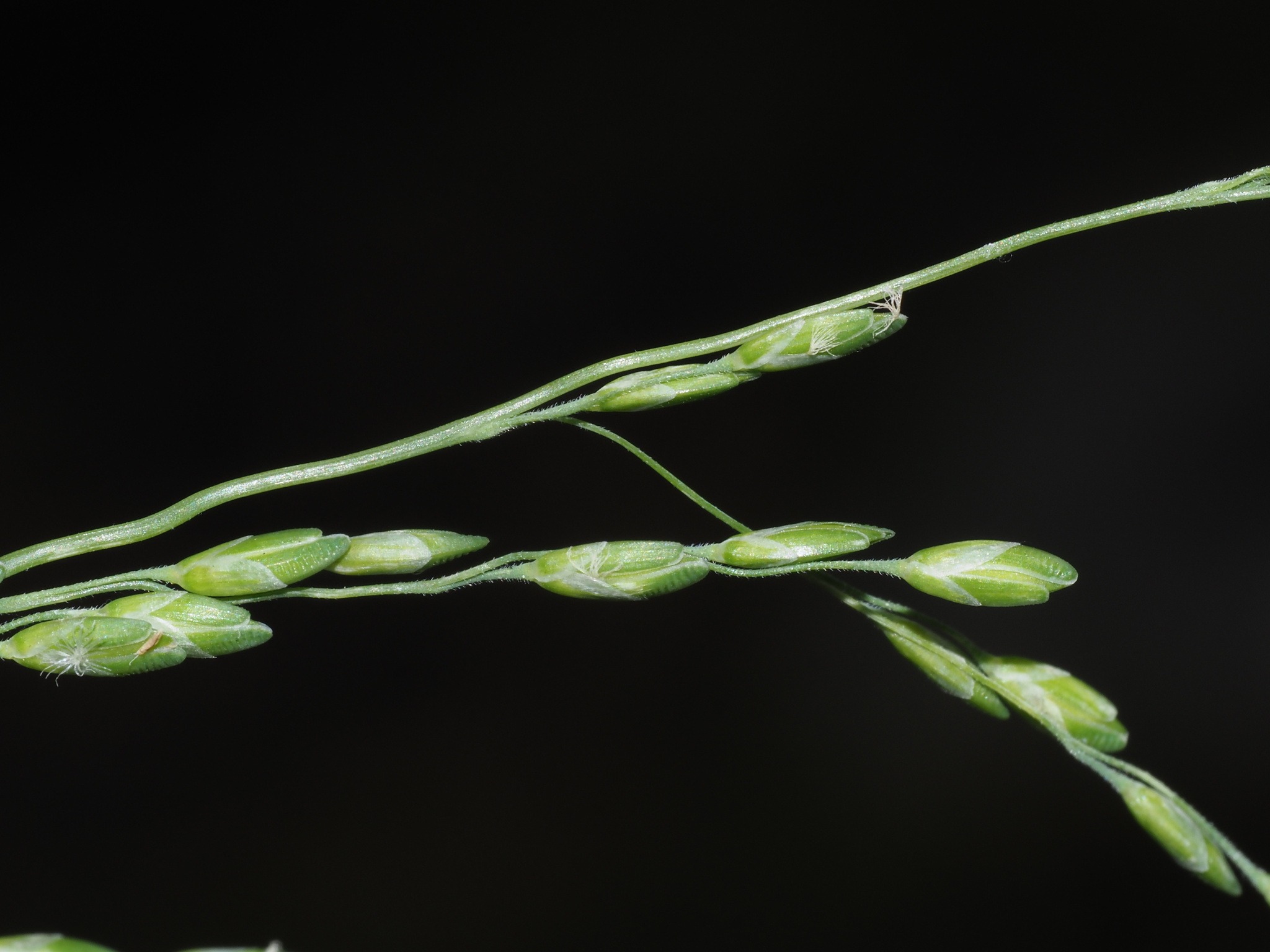 Ehrharta erecta