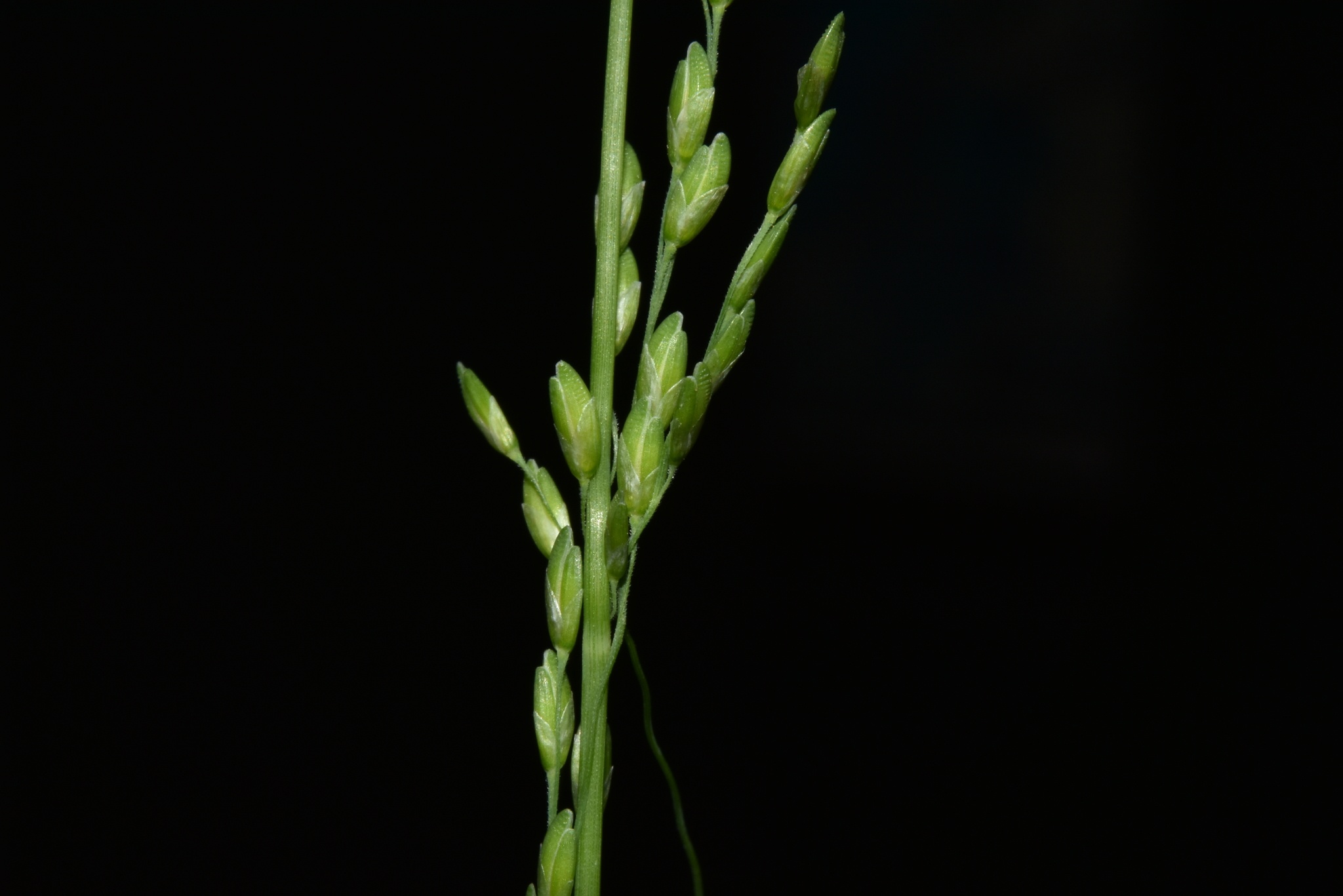 Ehrharta erecta