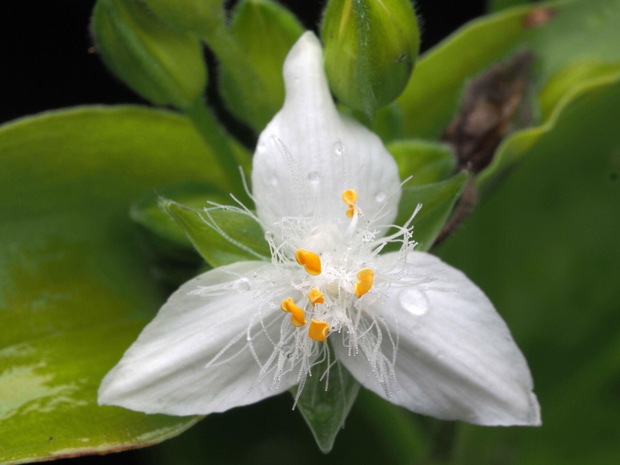 Tradescantia fluminensis