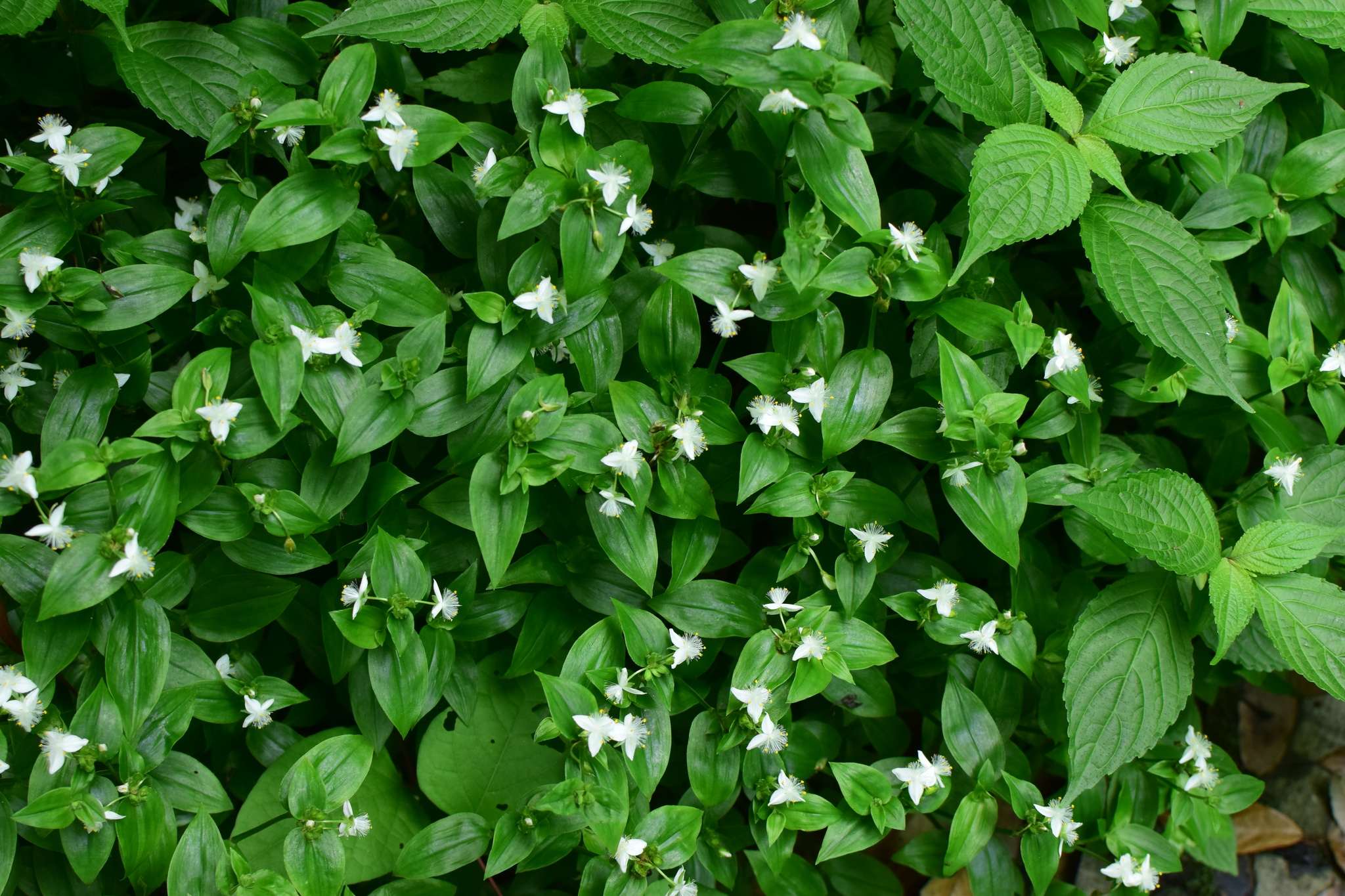 Tradescantia fluminensis