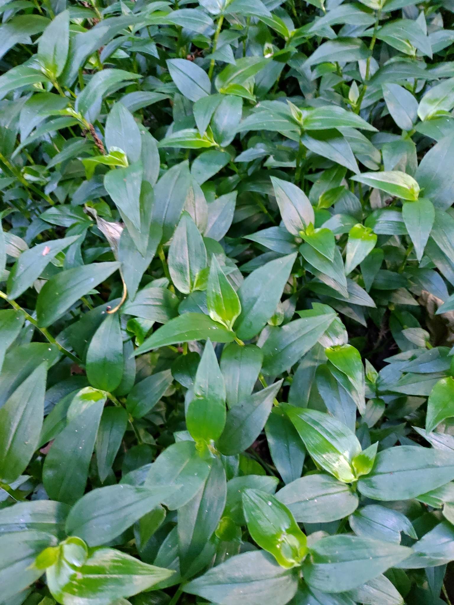 Tradescantia fluminensis