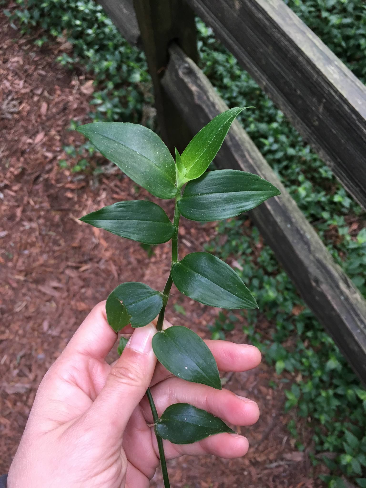 Tradescantia fluminensis