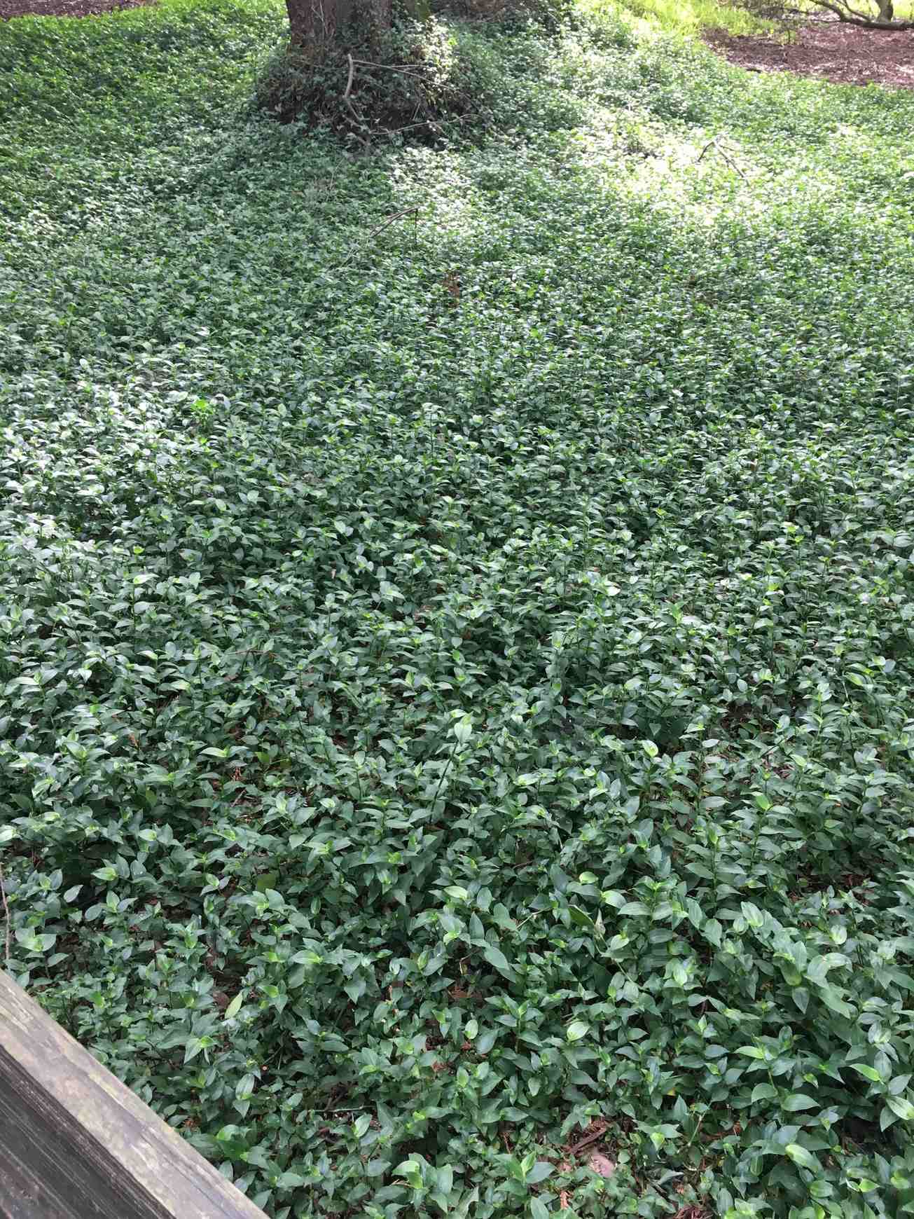 Tradescantia fluminensis