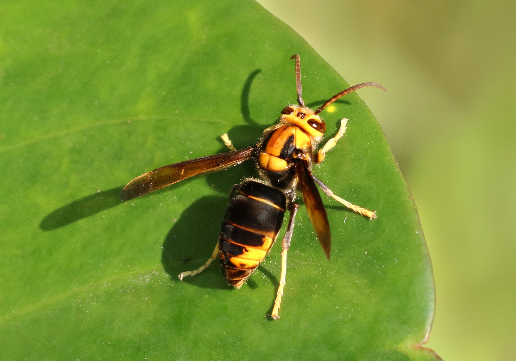 Vespa velutina