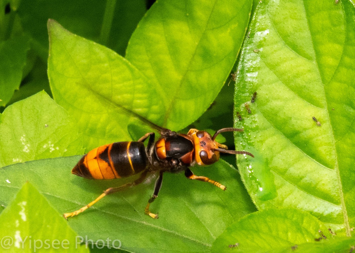 Vespa velutina