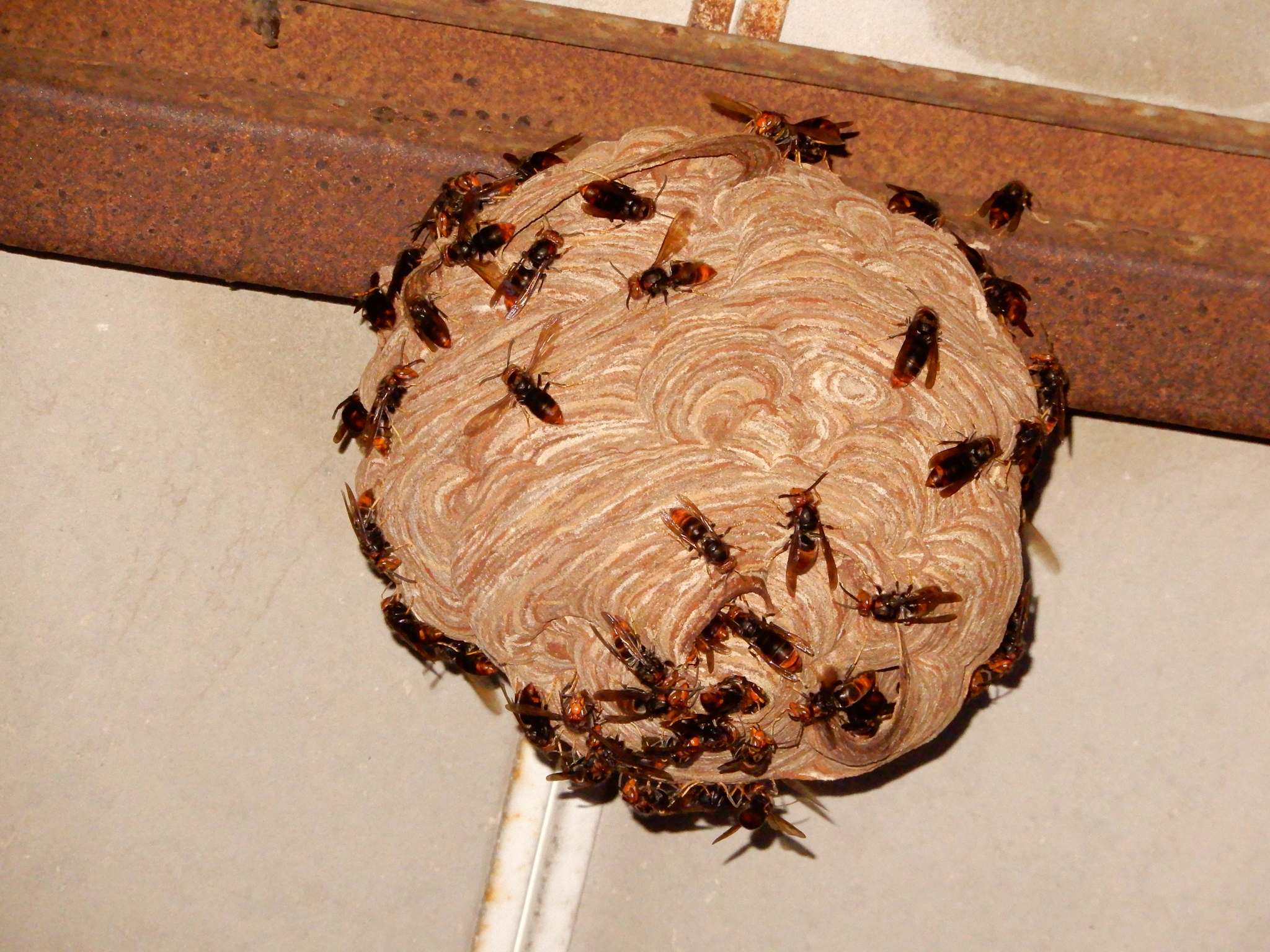 Vespa velutina