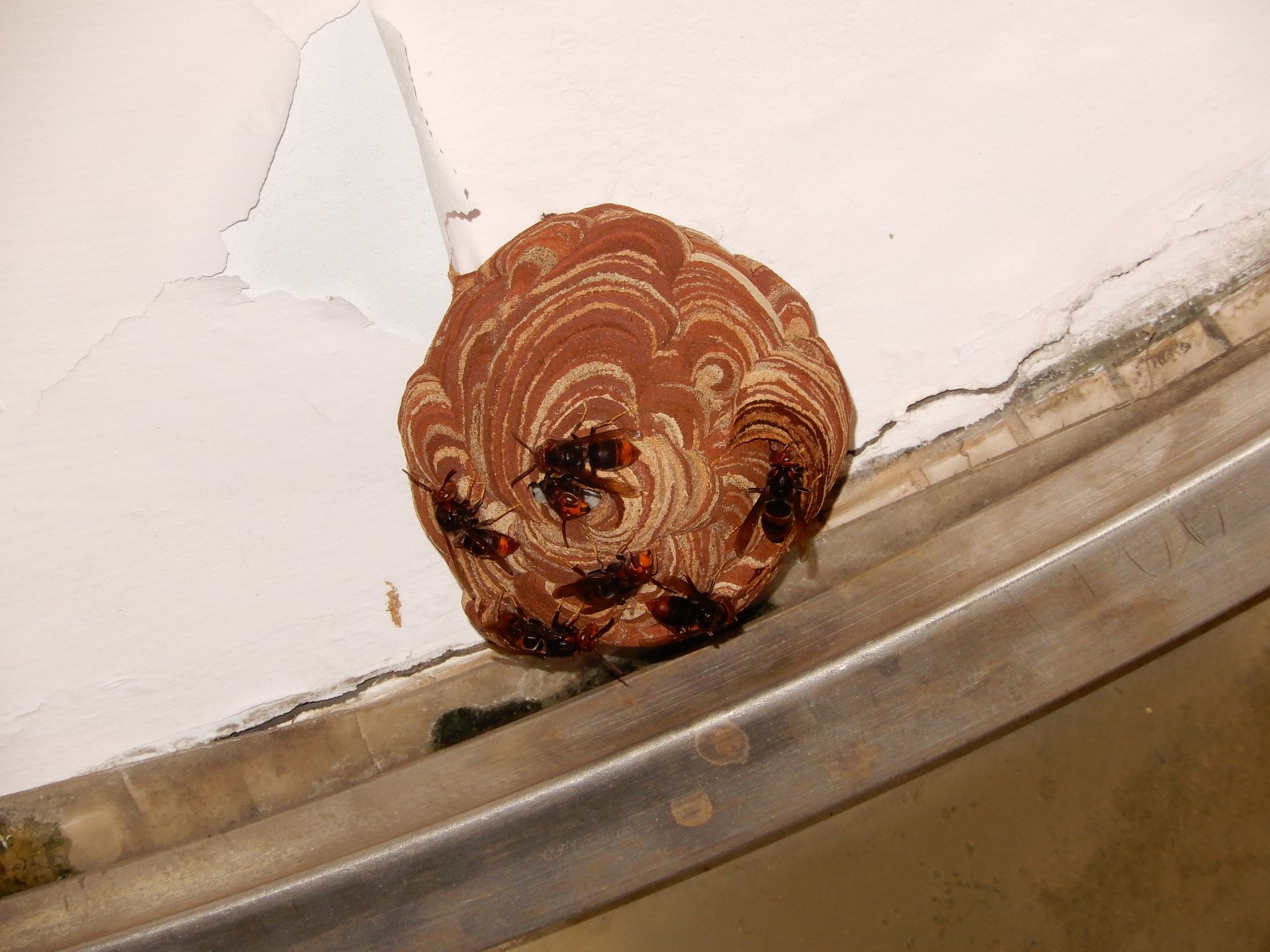 Vespa velutina