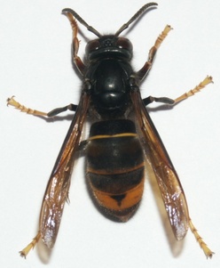 Vespa velutina