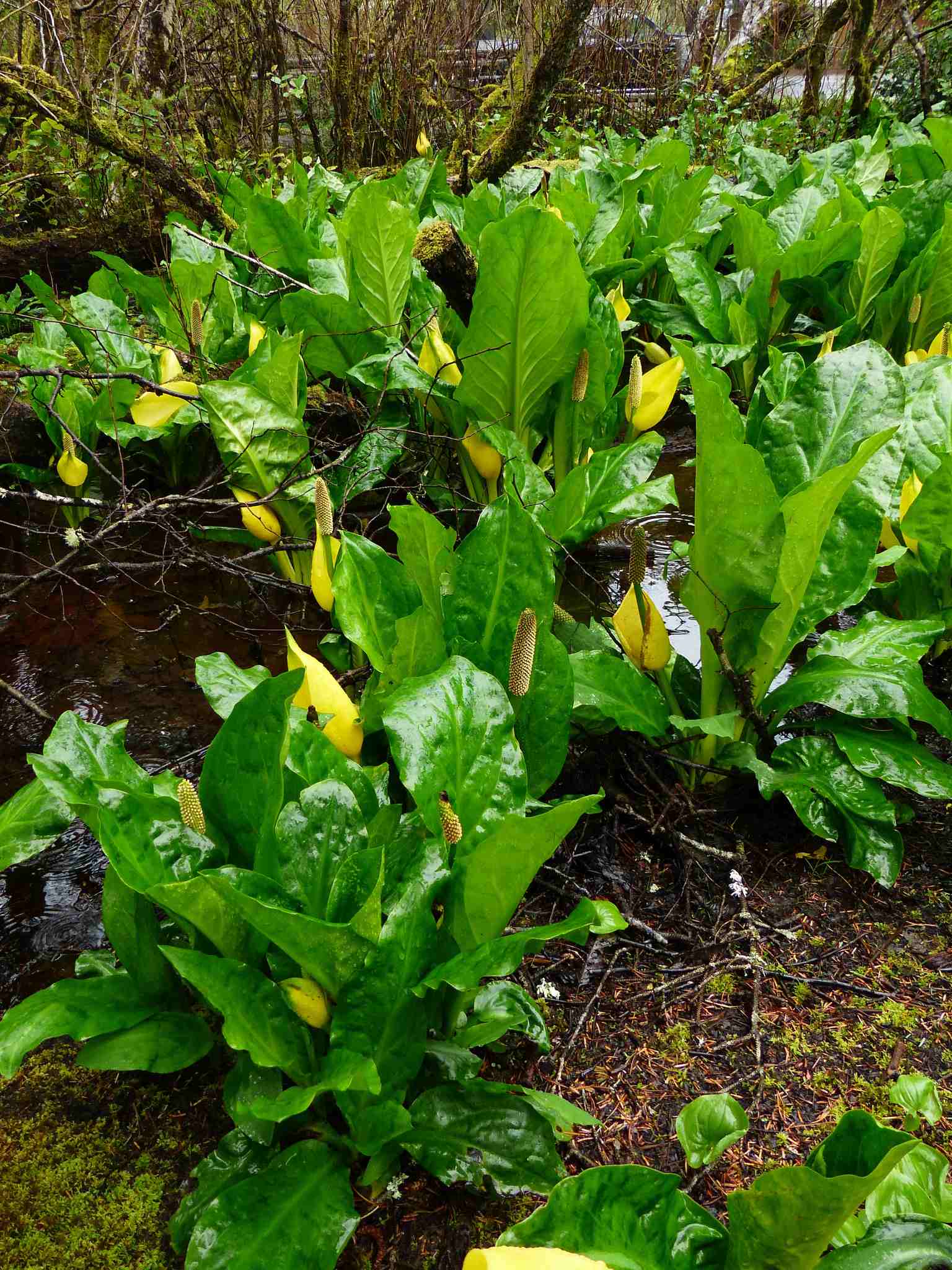 Lysichiton americanus