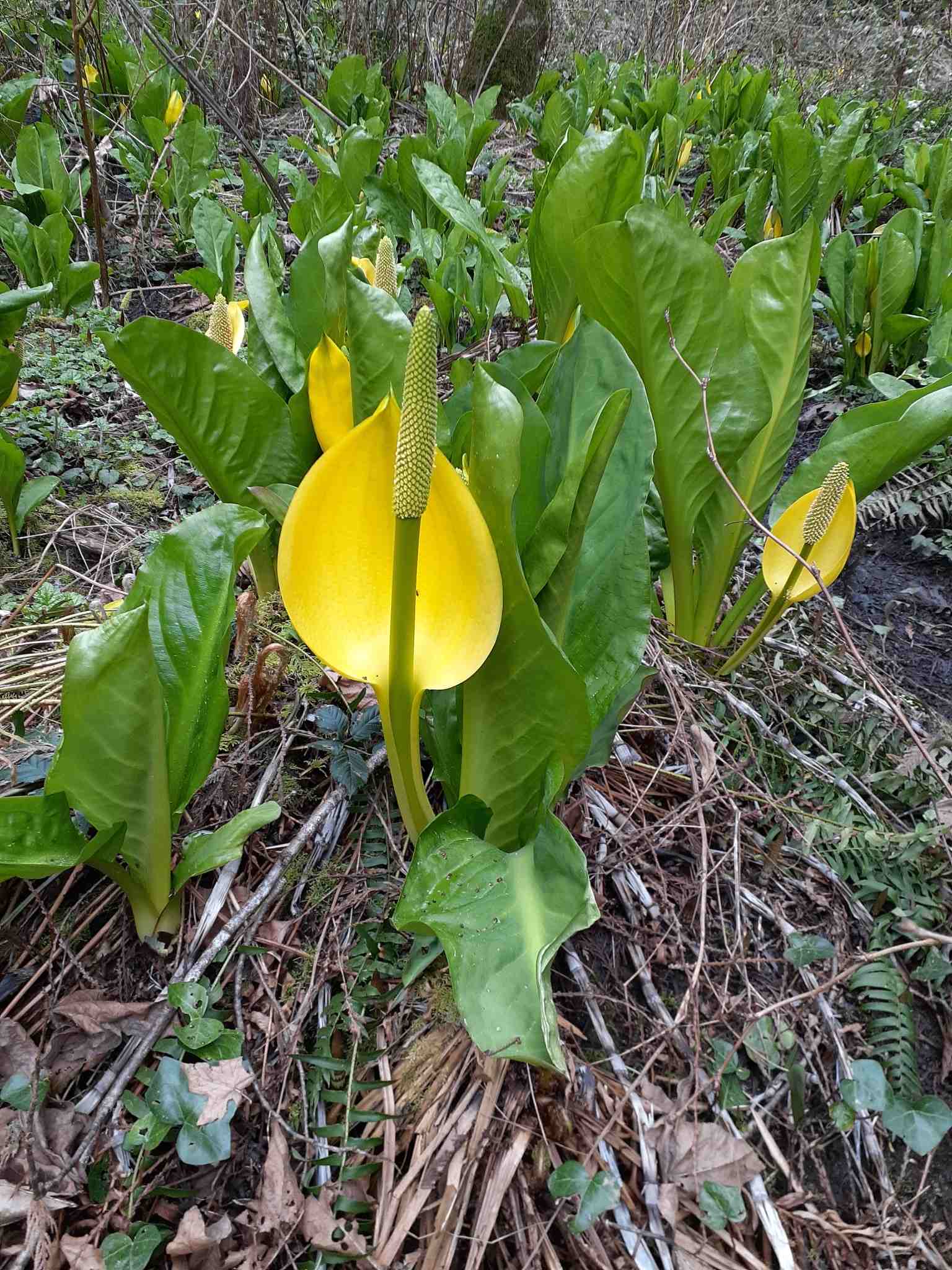 Lysichiton americanus