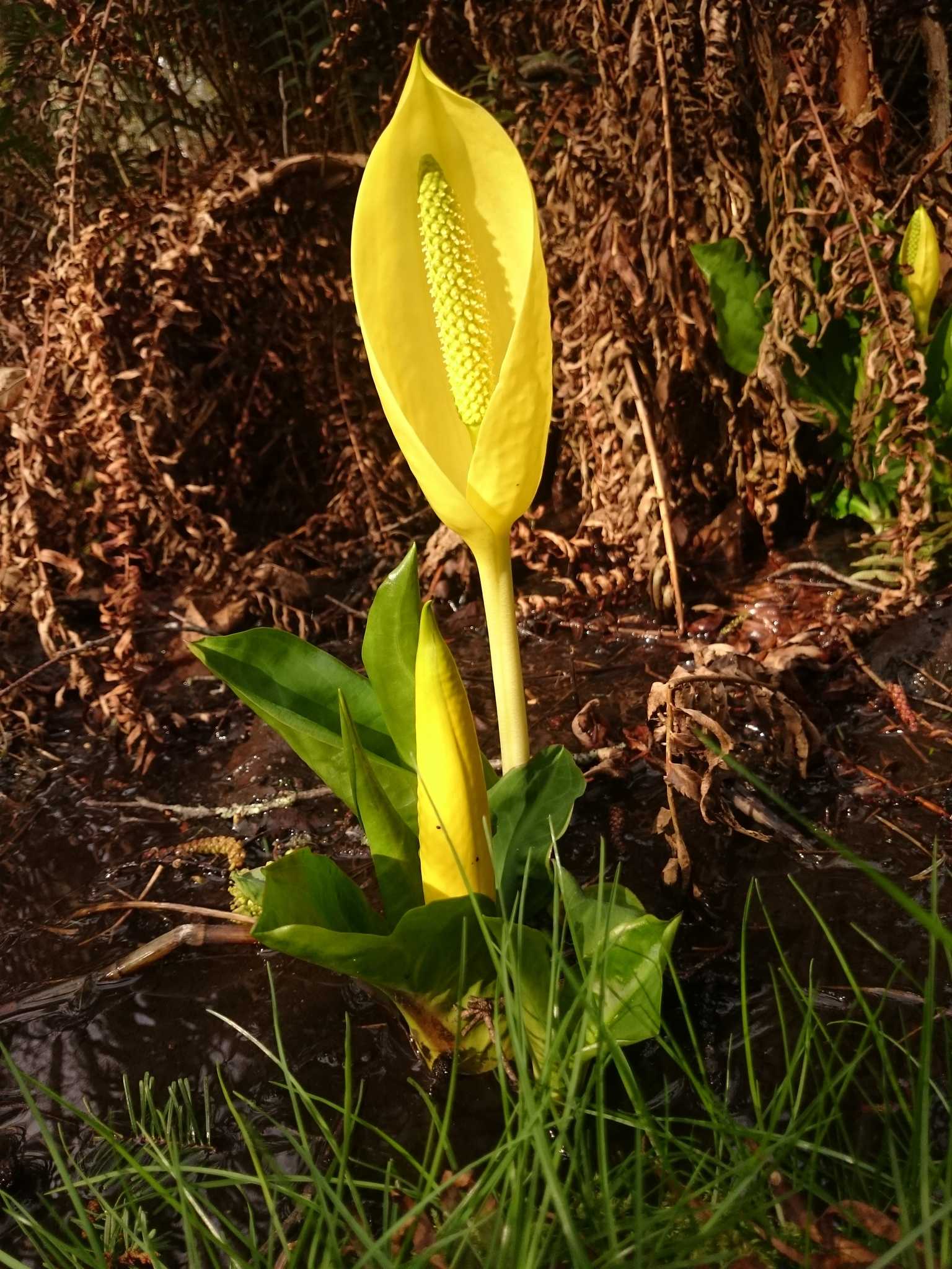 Lysichiton americanus