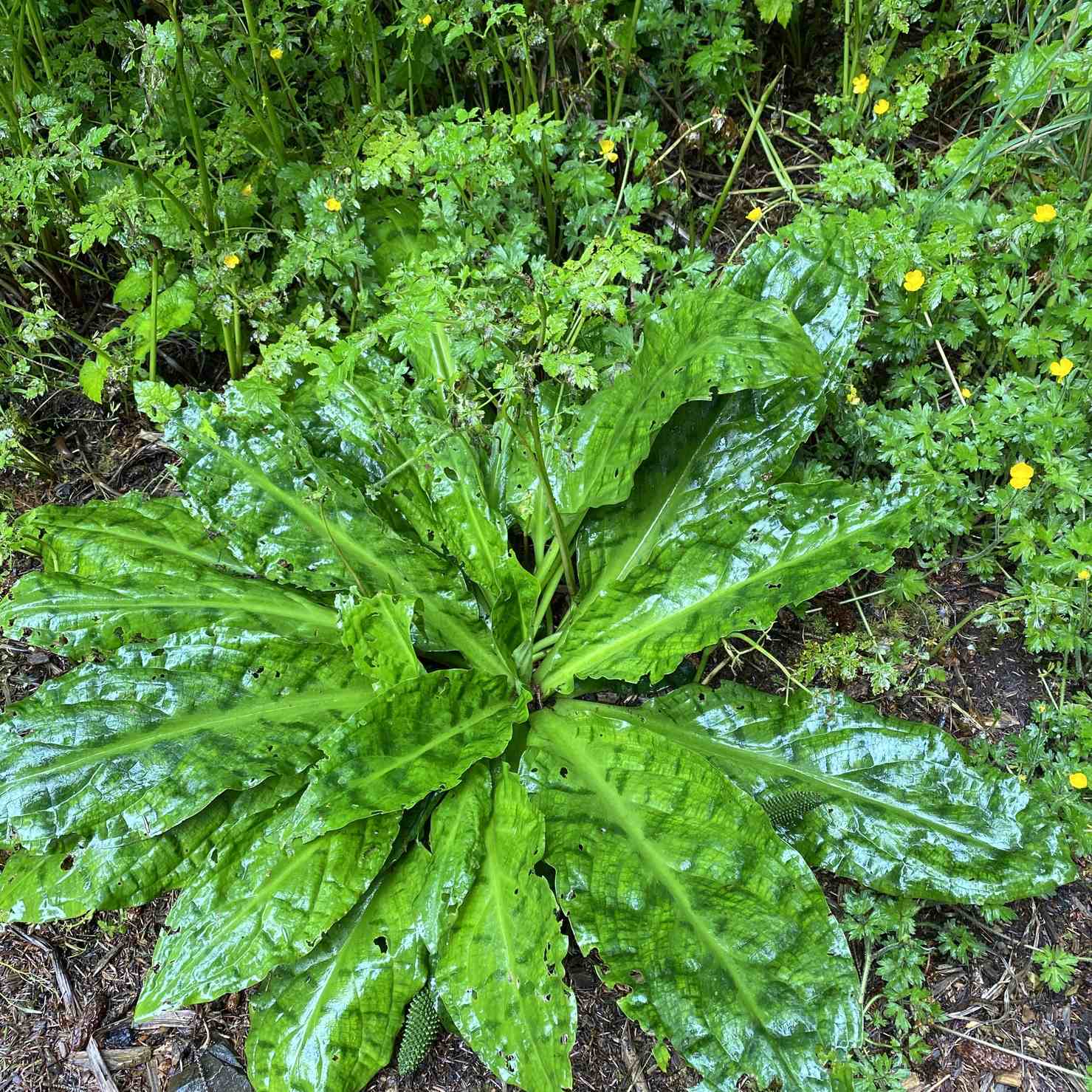 Lysichiton americanus