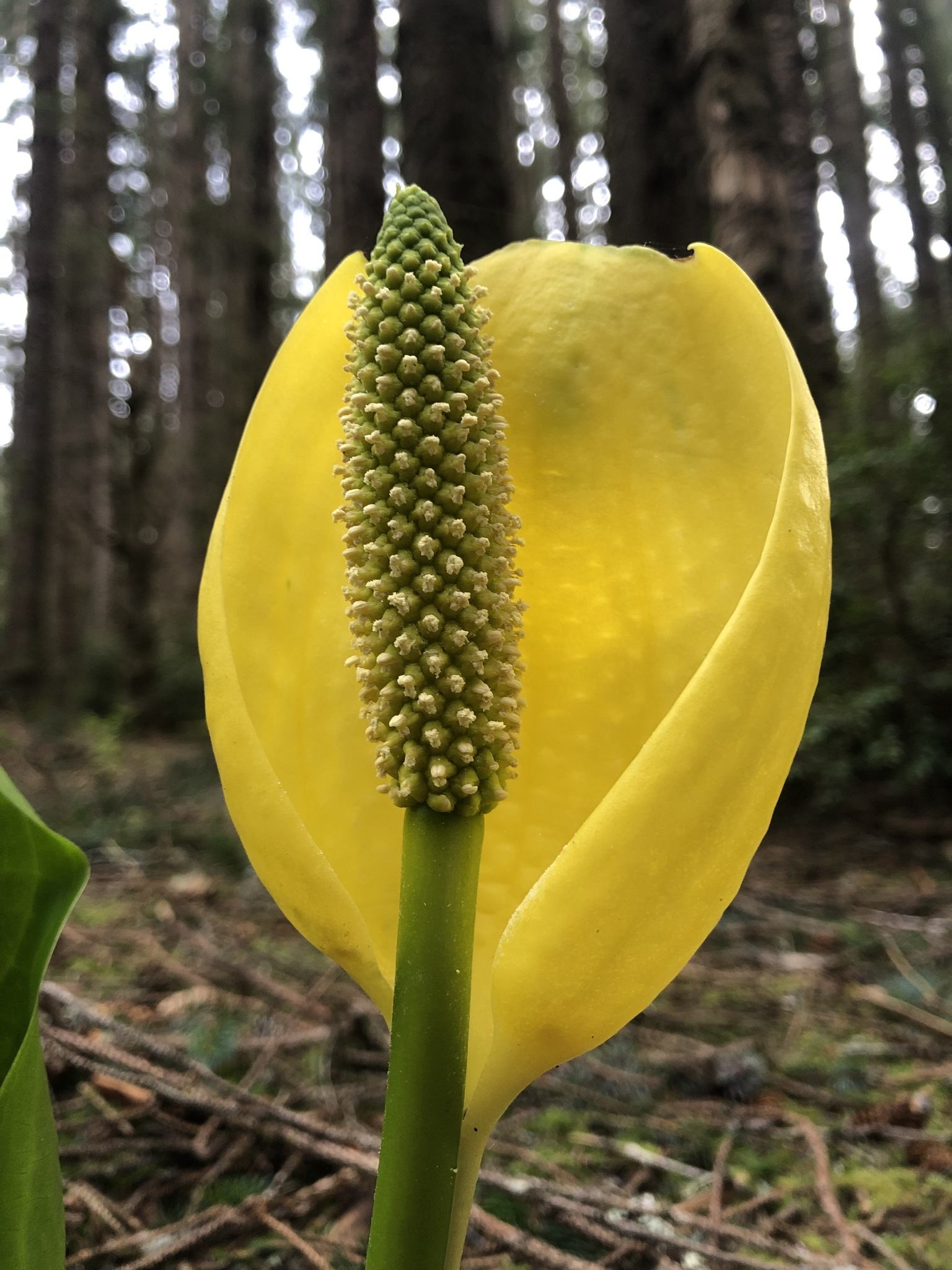 Lysichiton americanus