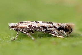 Phyllonorycter issikii