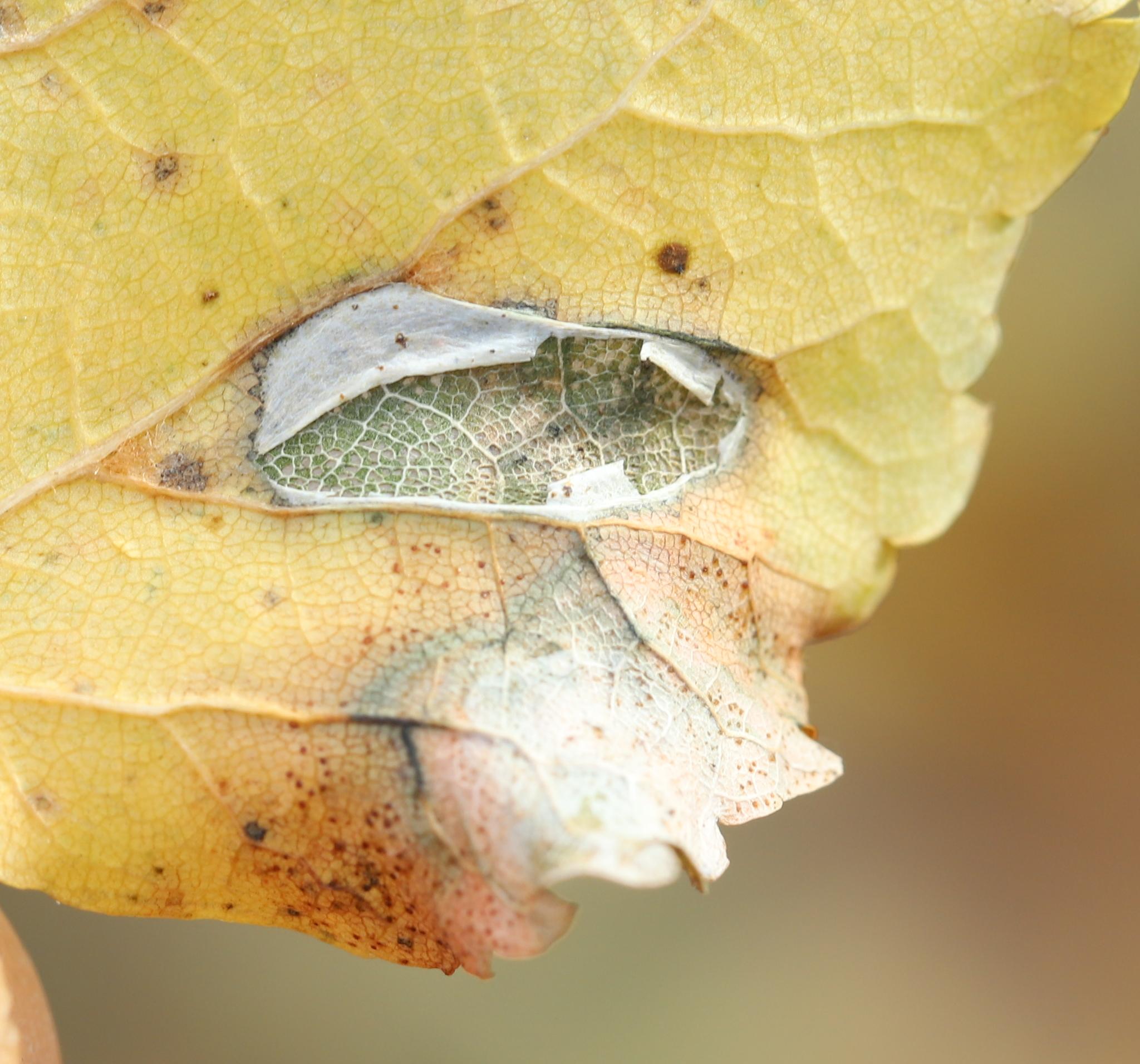 Phyllonorycter issikii