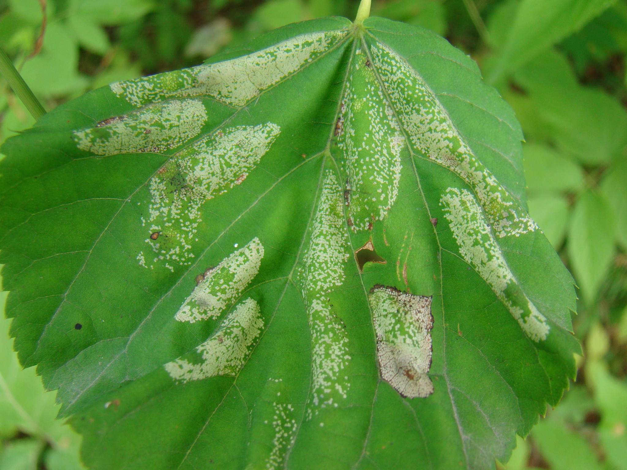 Phyllonorycter issikii