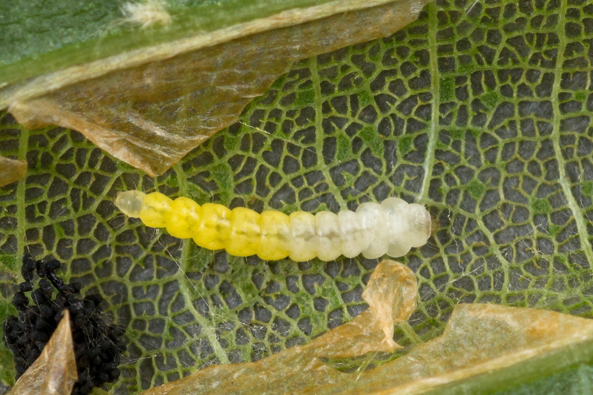 Phyllonorycter issikii
