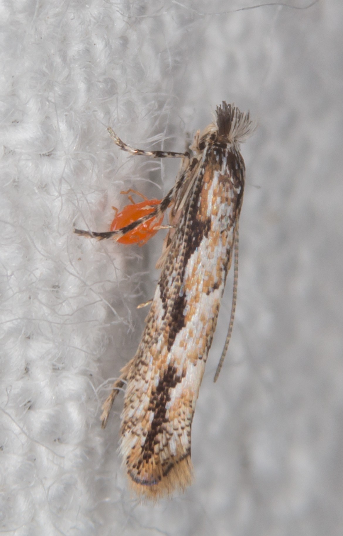 Phyllonorycter issikii