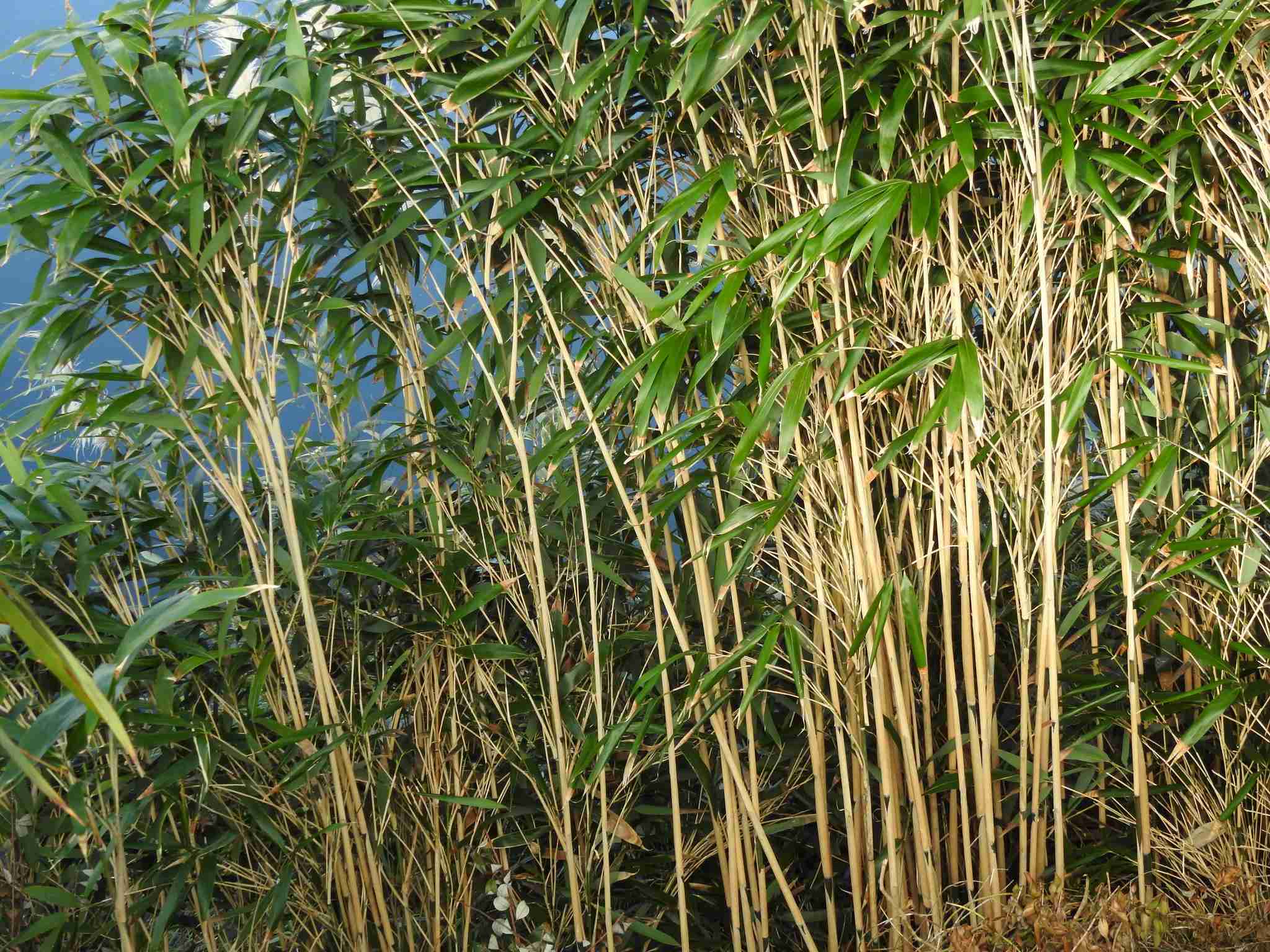 Pseudosasa japonica
