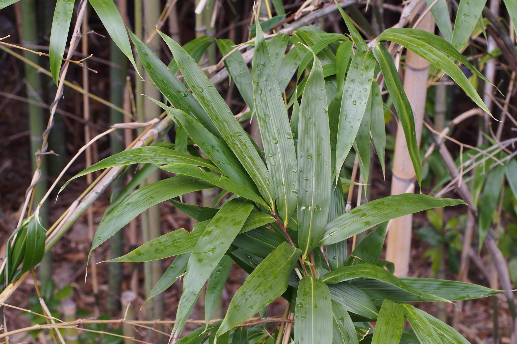 Pseudosasa japonica