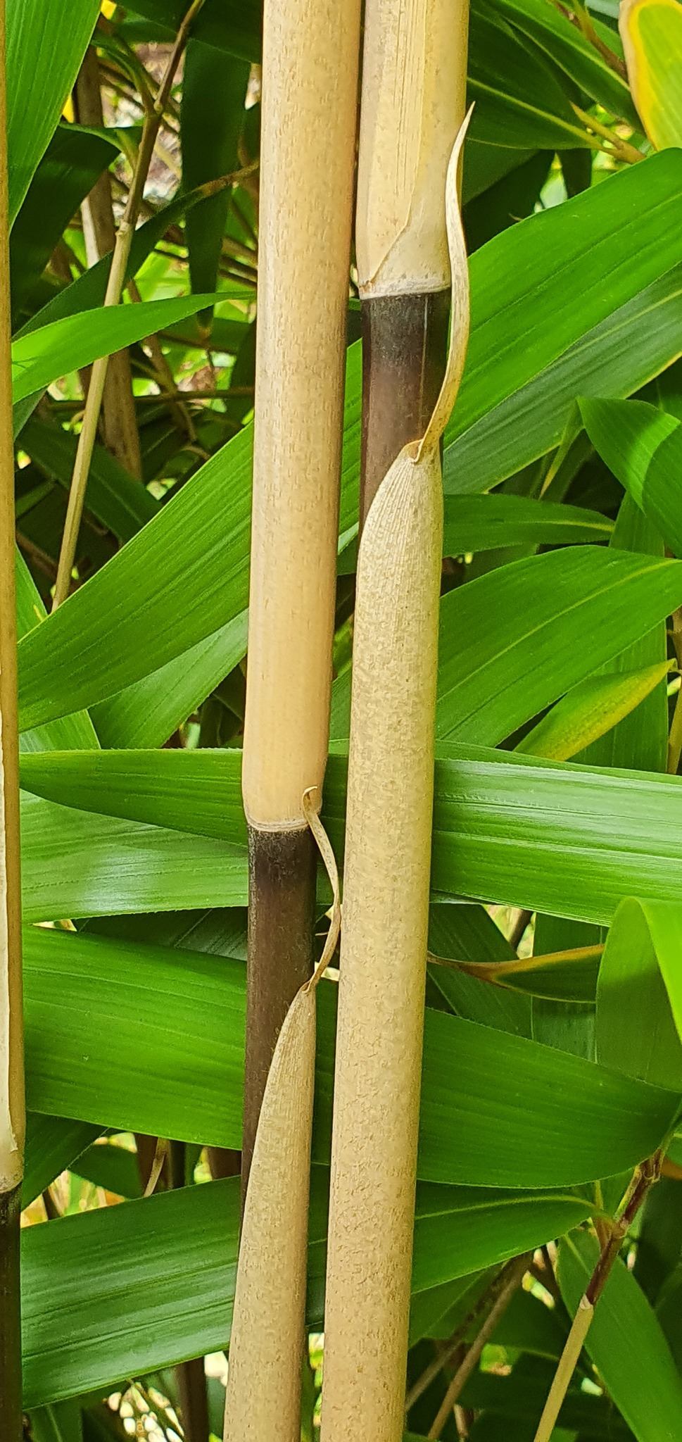 Pseudosasa japonica