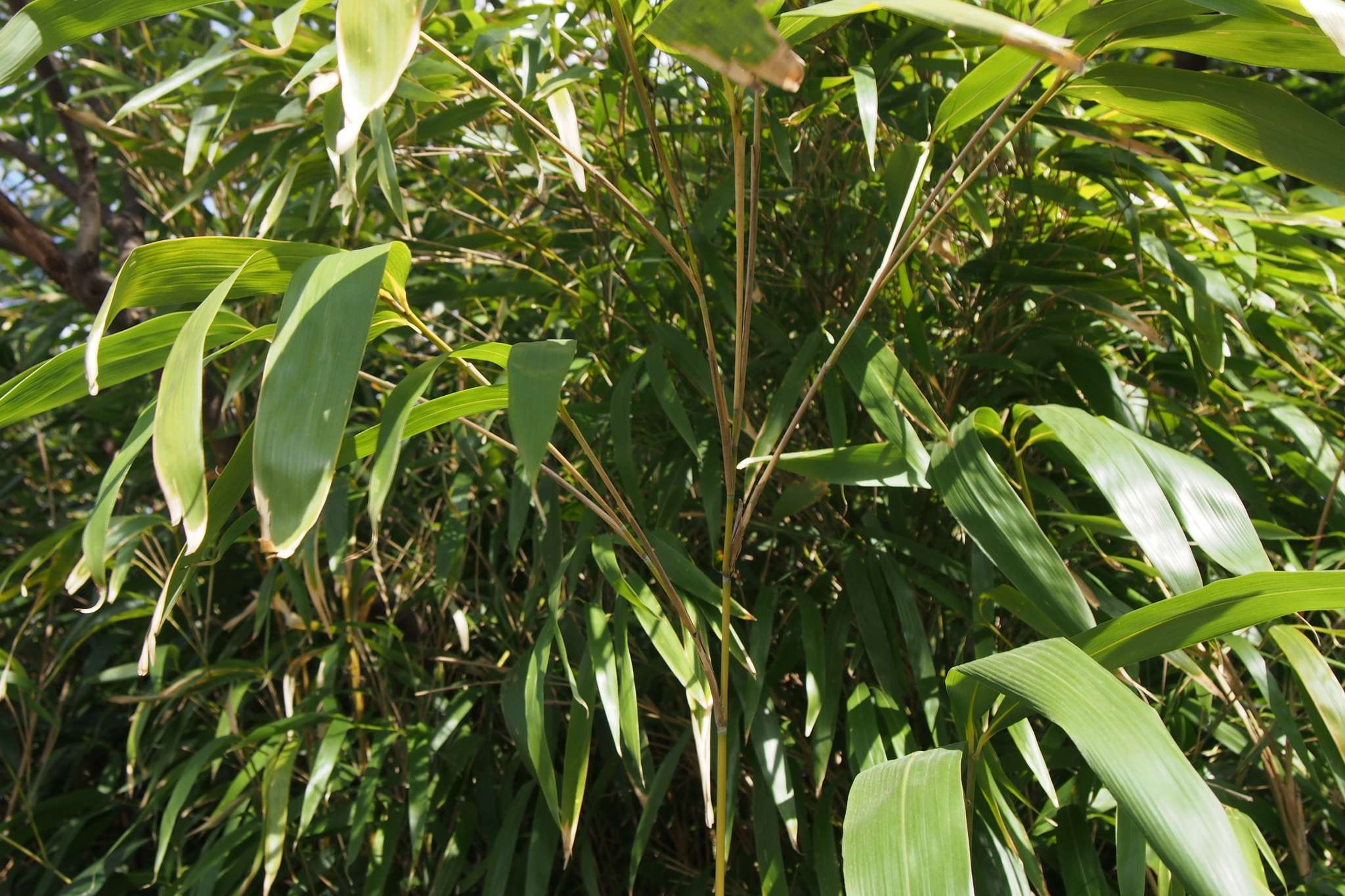 Pseudosasa japonica