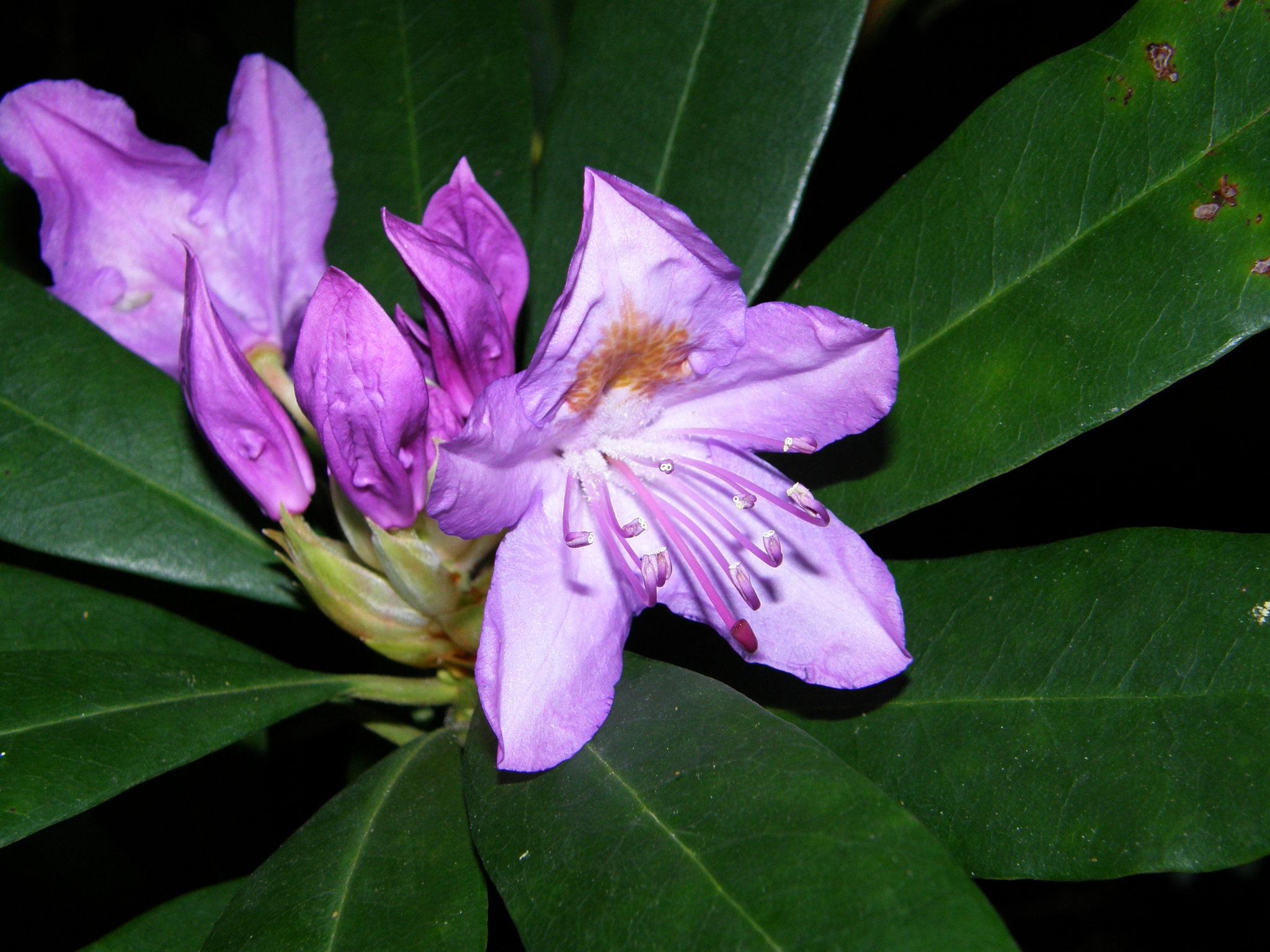 Rhododendron ponticum