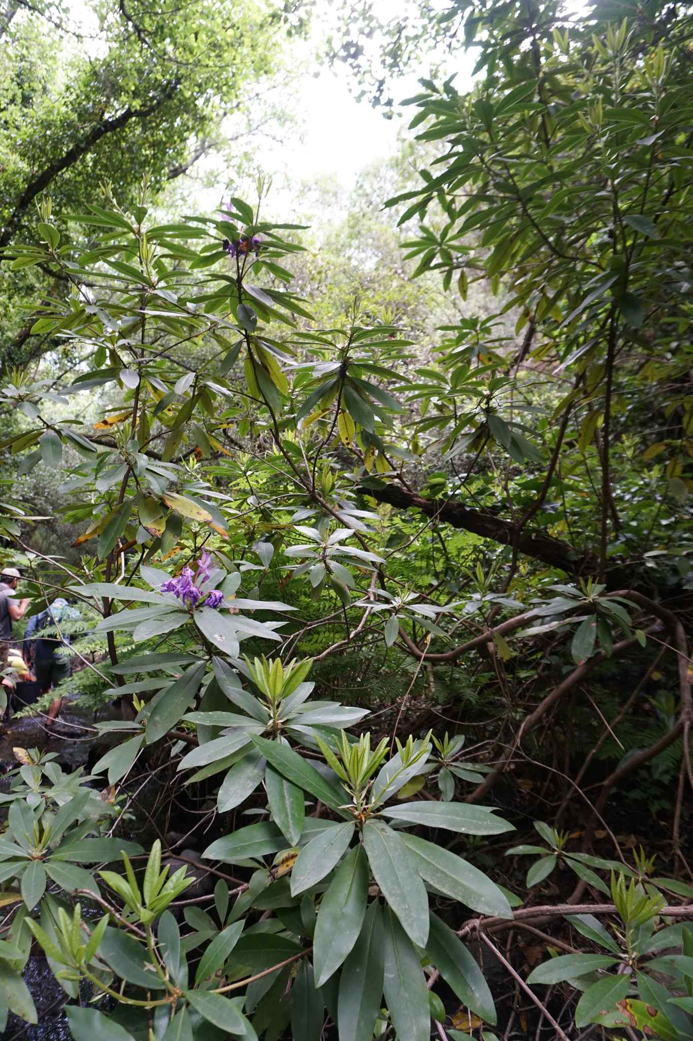Rhododendron ponticum