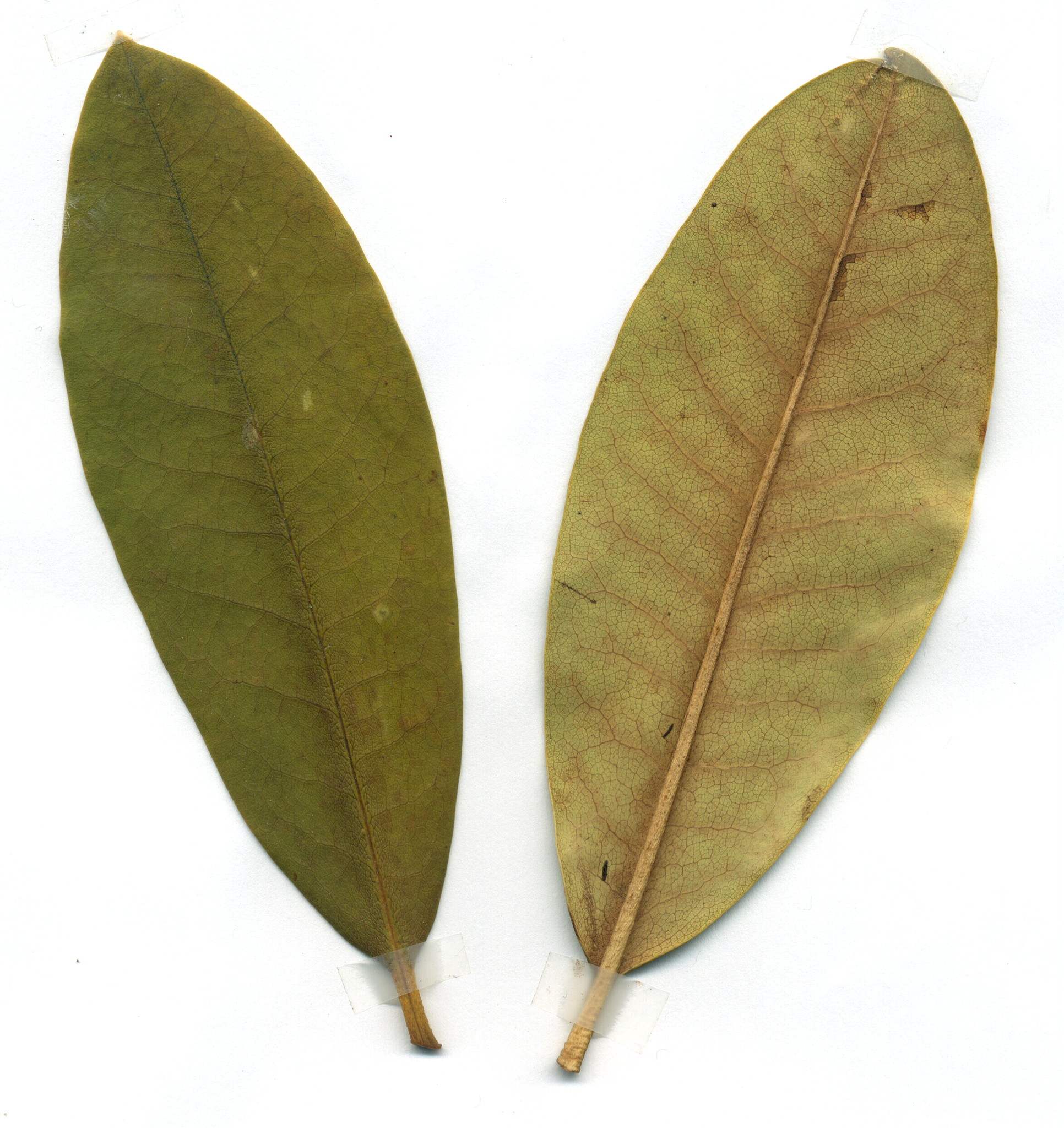 Rhododendron ponticum
