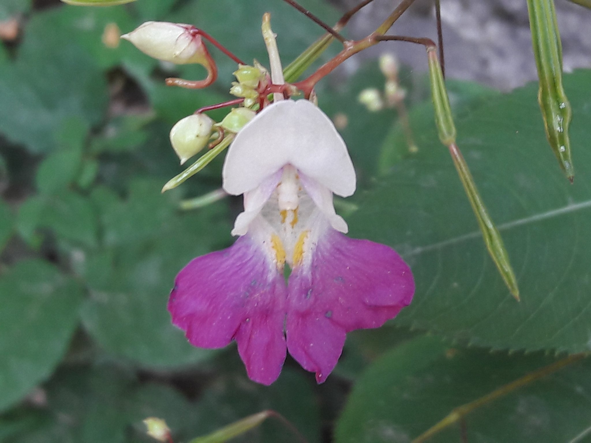 Impatiens balfourii