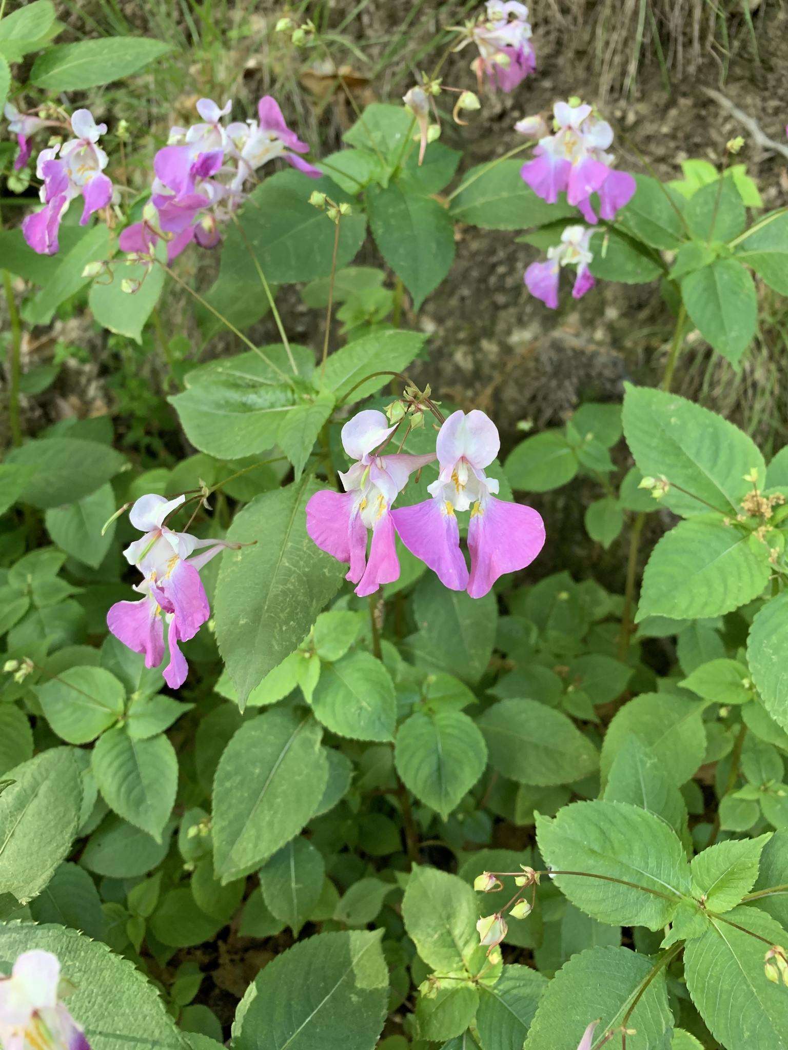 Impatiens balfourii
