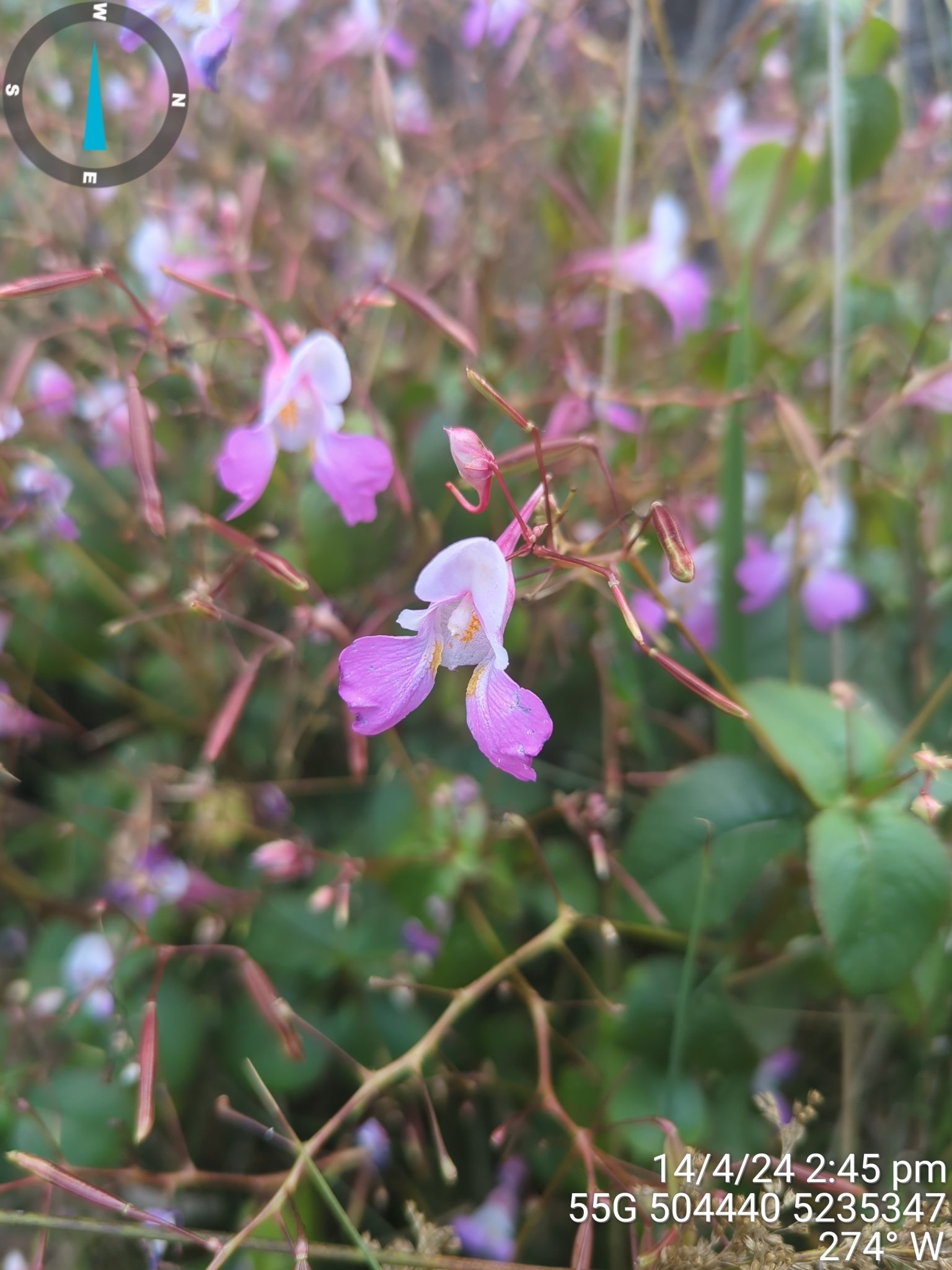 Impatiens balfourii