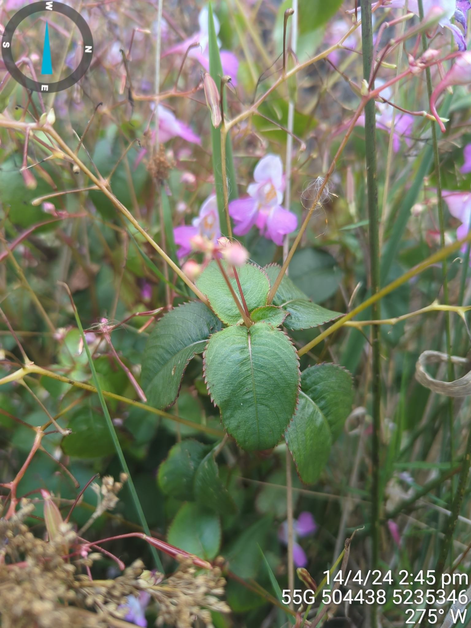 Impatiens balfourii