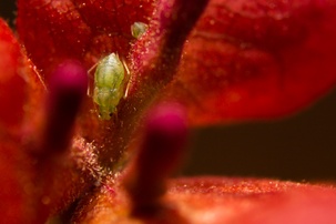 Aphis glycines