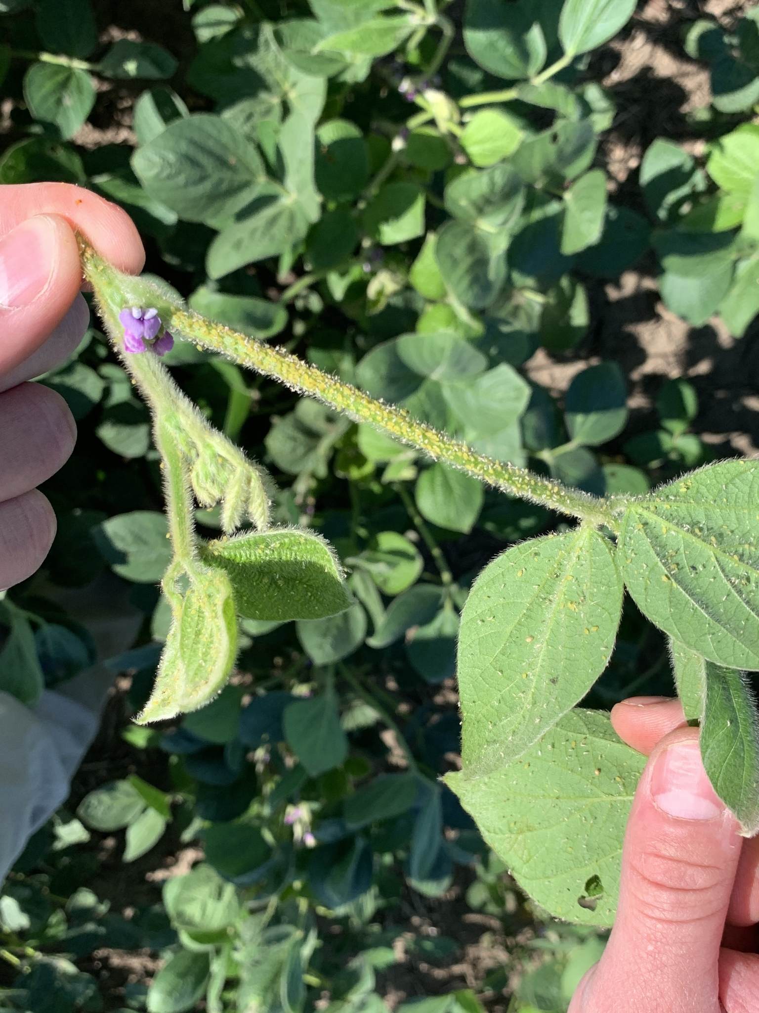 Aphis glycines