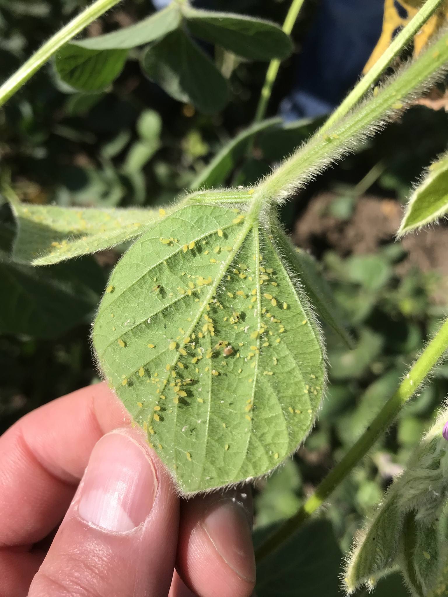 Aphis glycines
