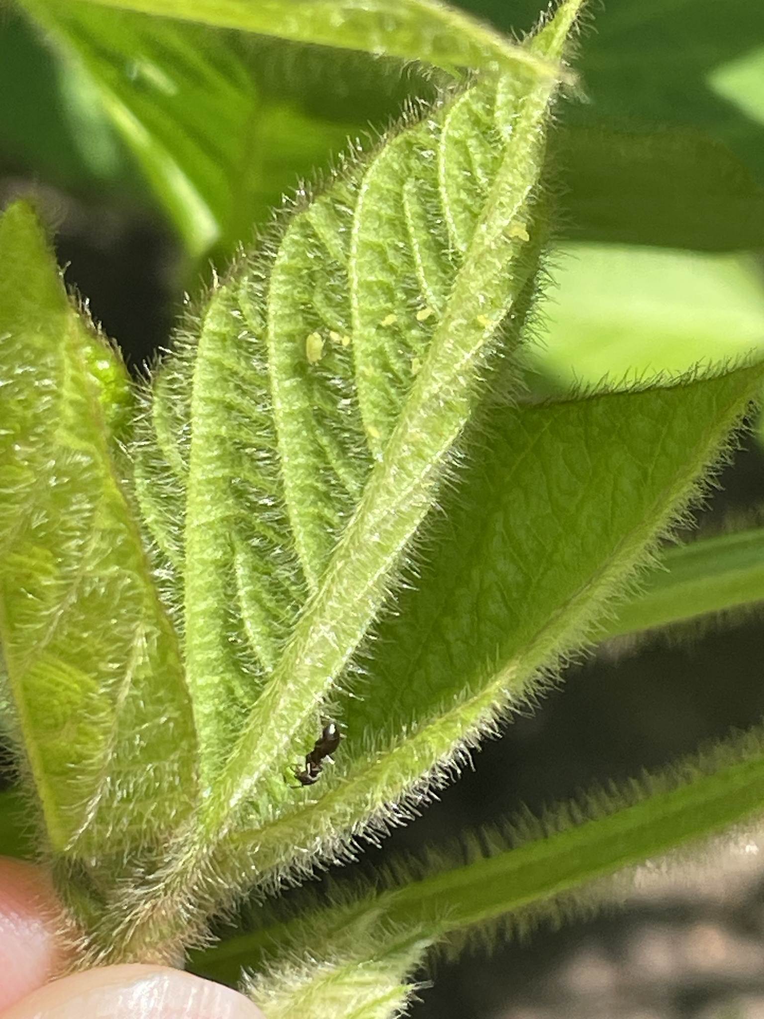 Aphis glycines
