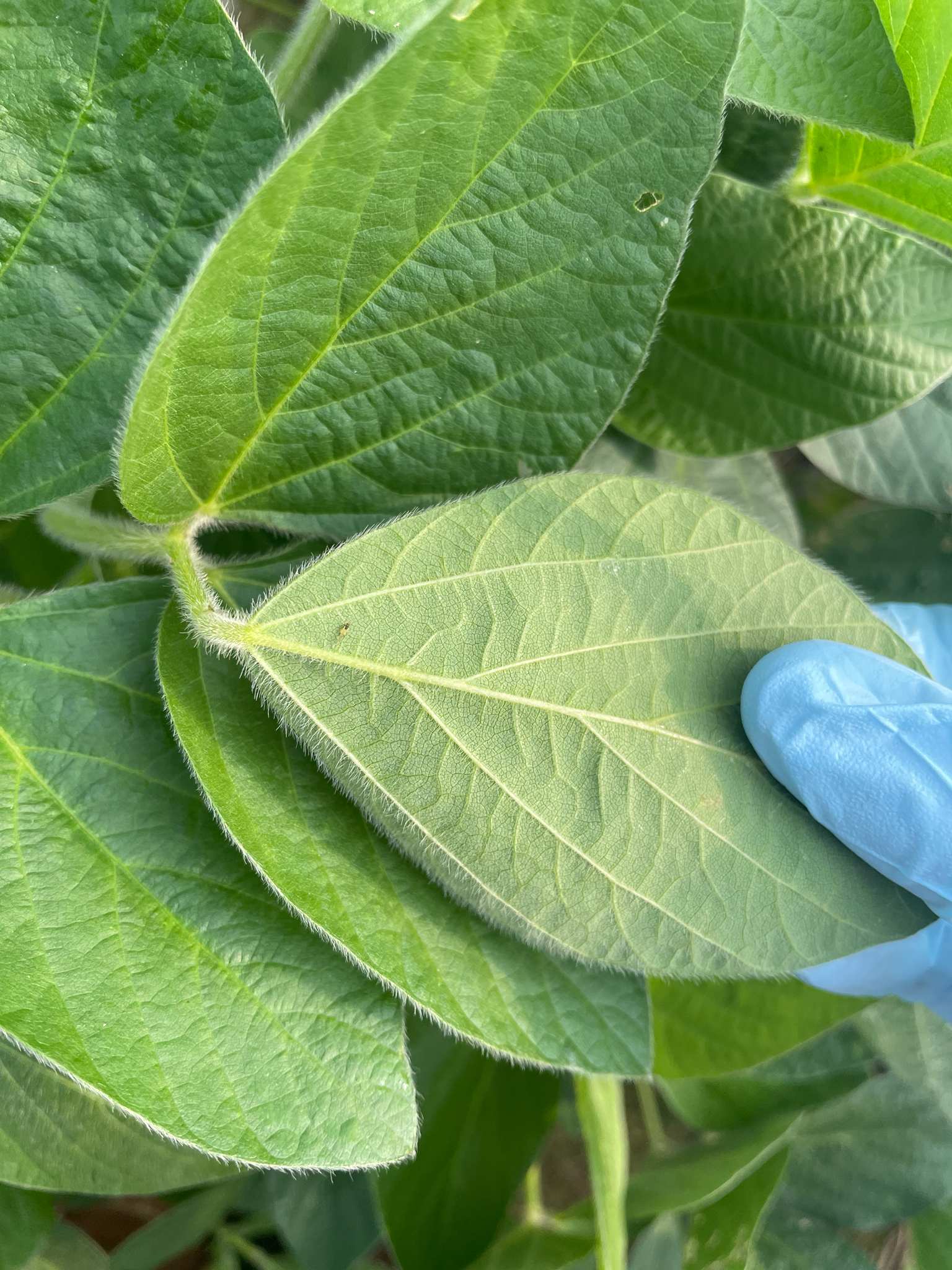 Aphis glycines