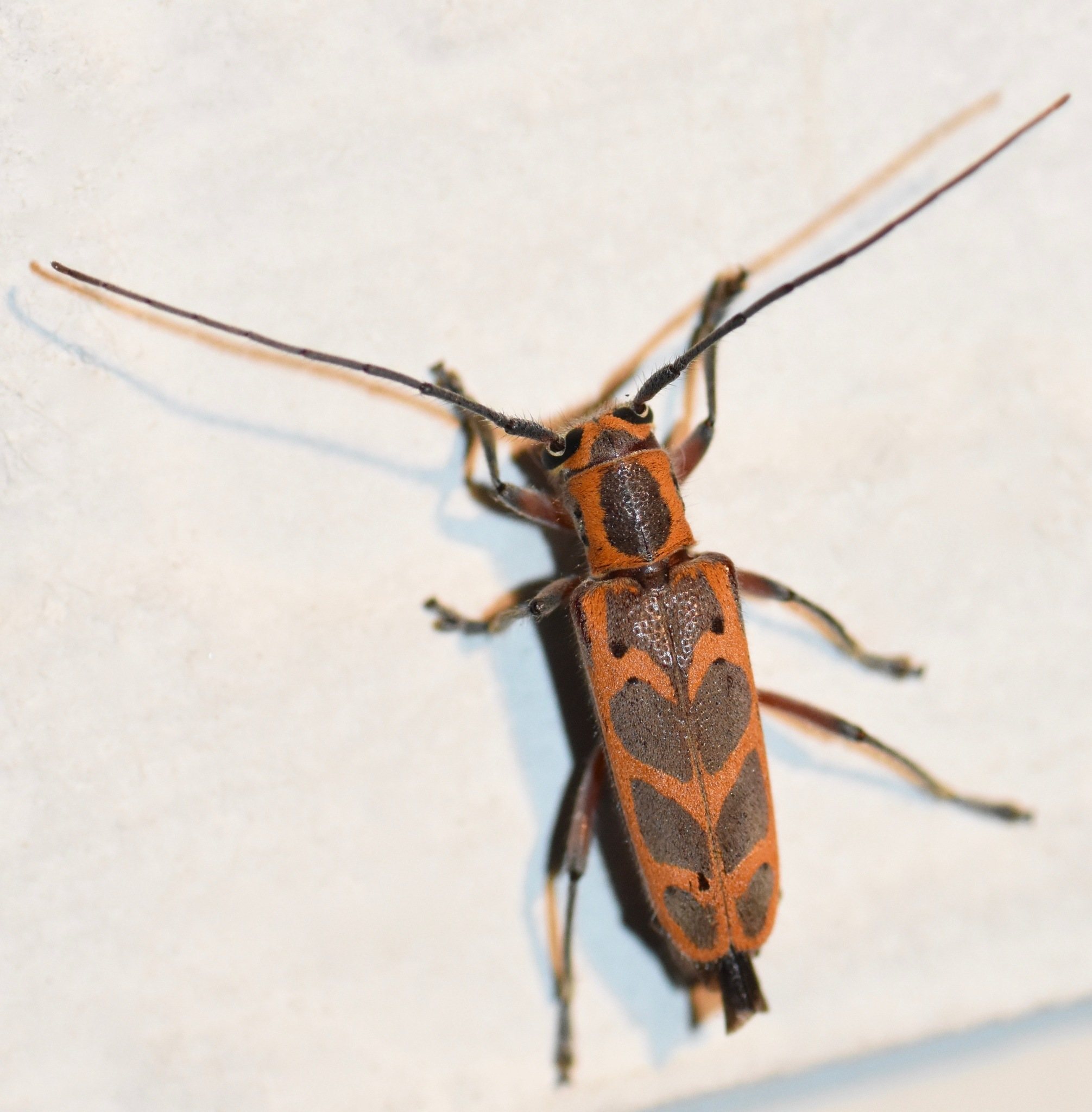 Saperda tridentata