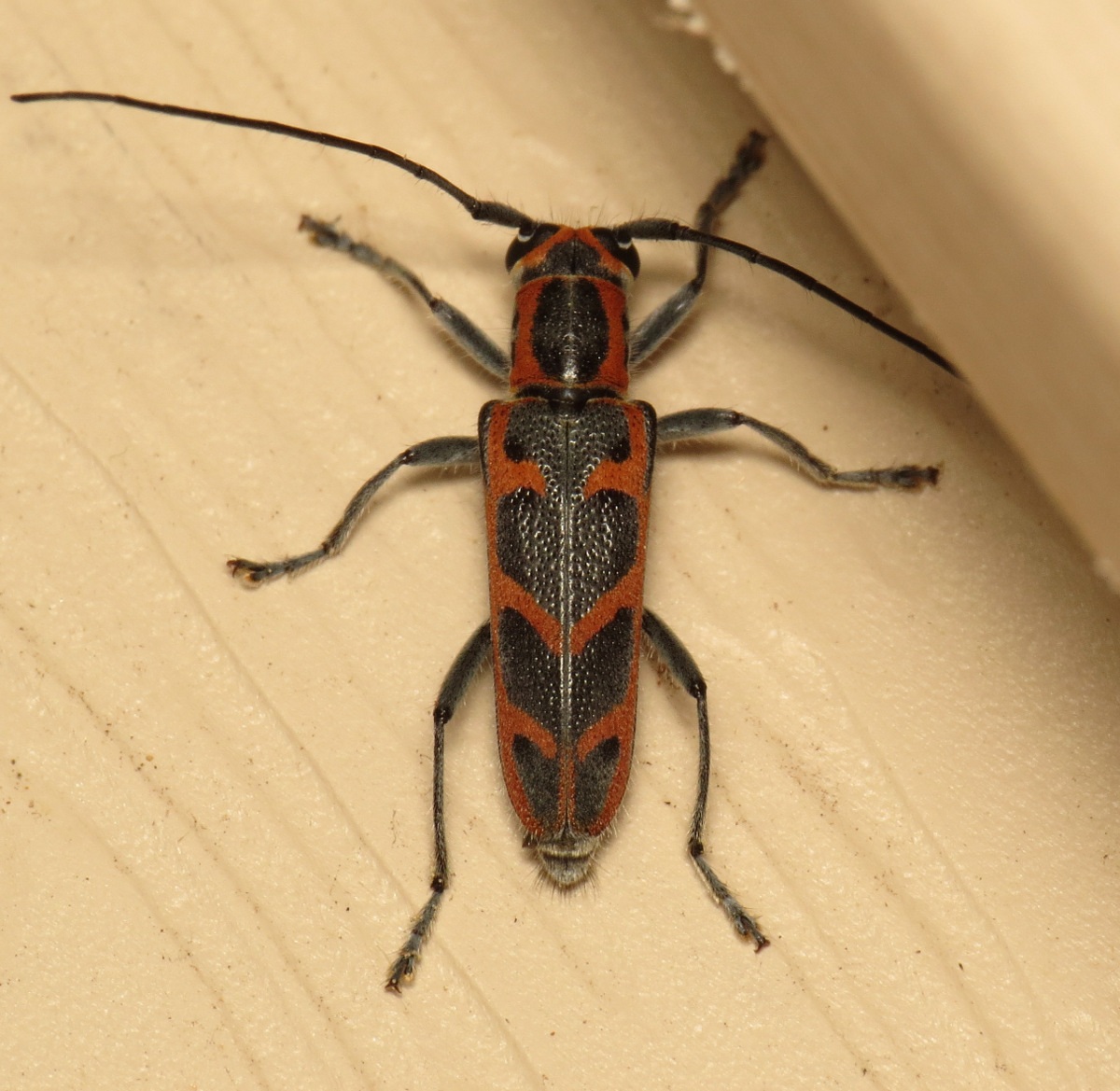 Saperda tridentata