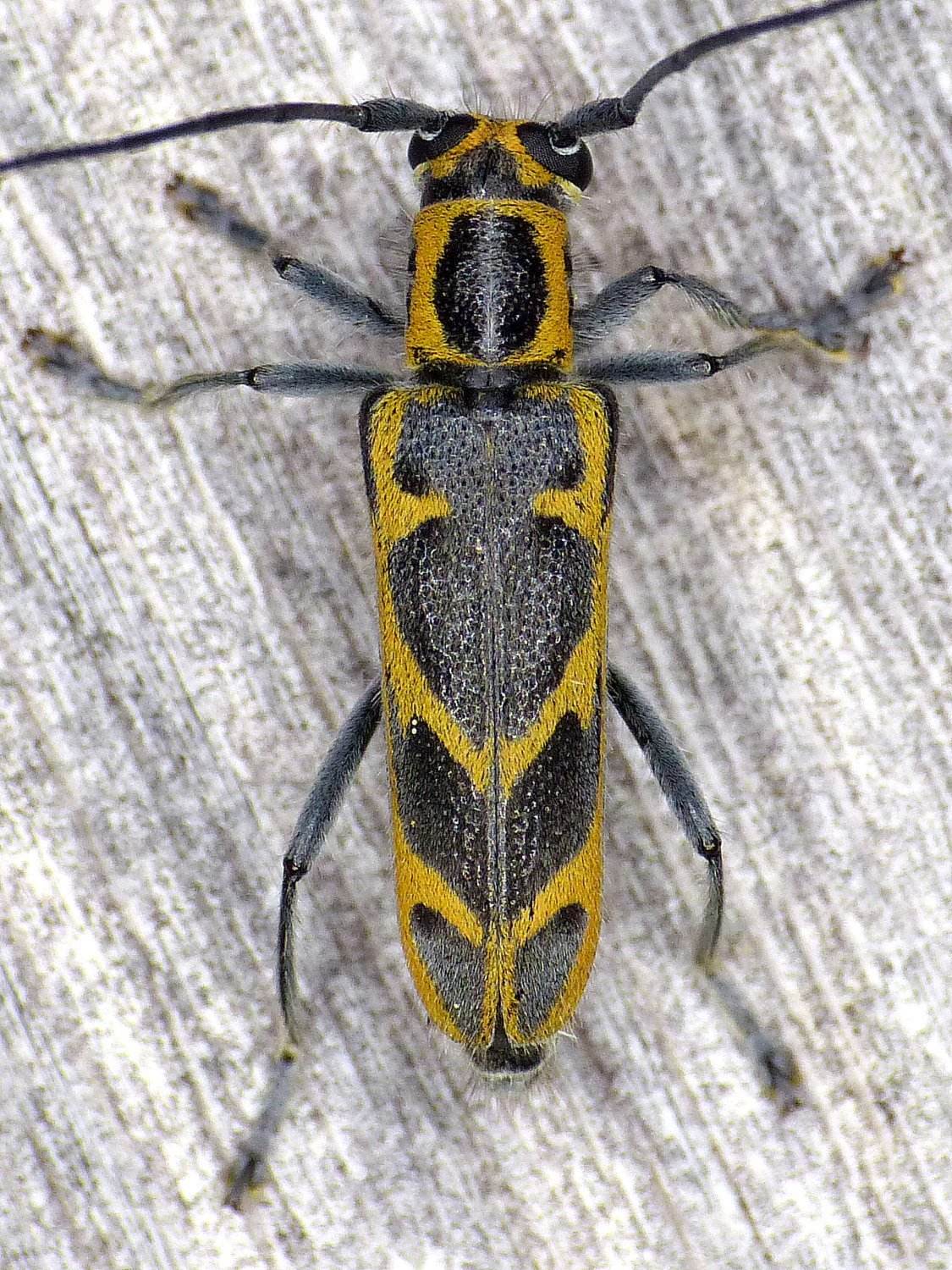 Saperda tridentata