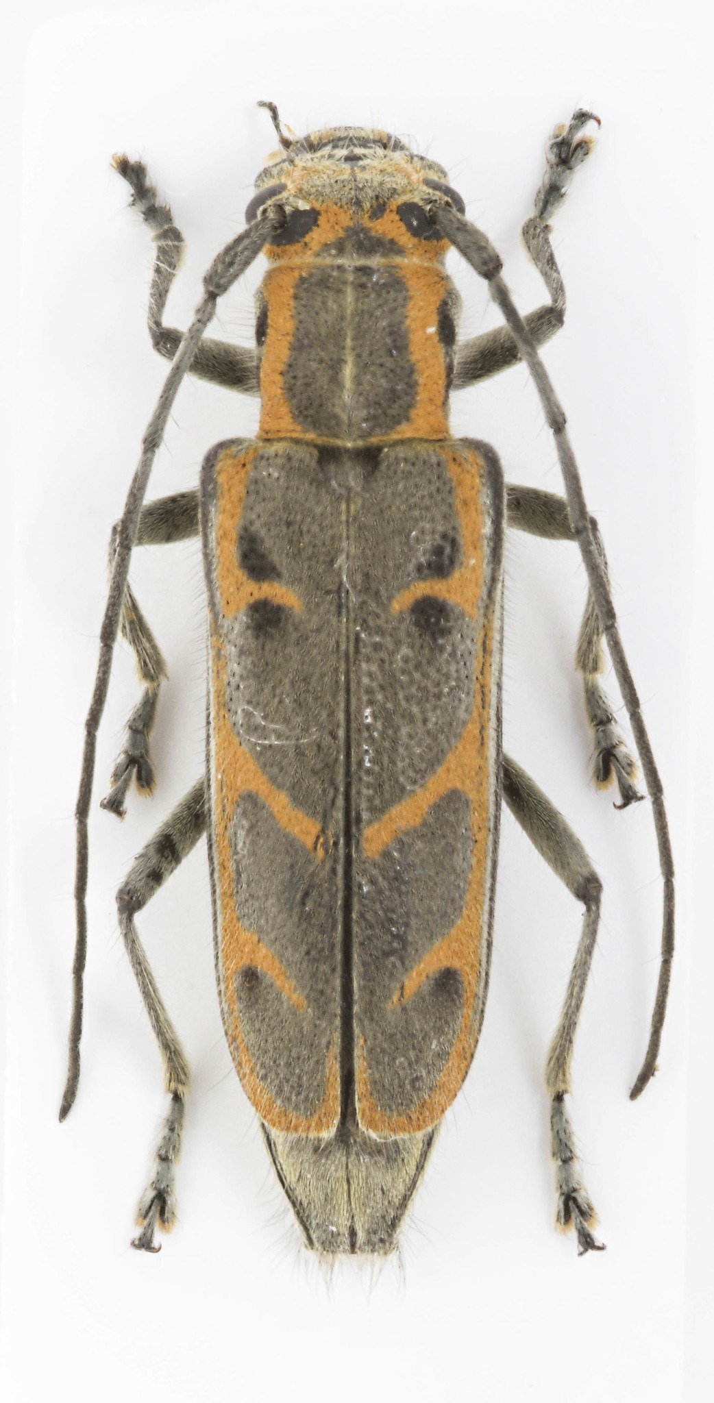 Saperda tridentata